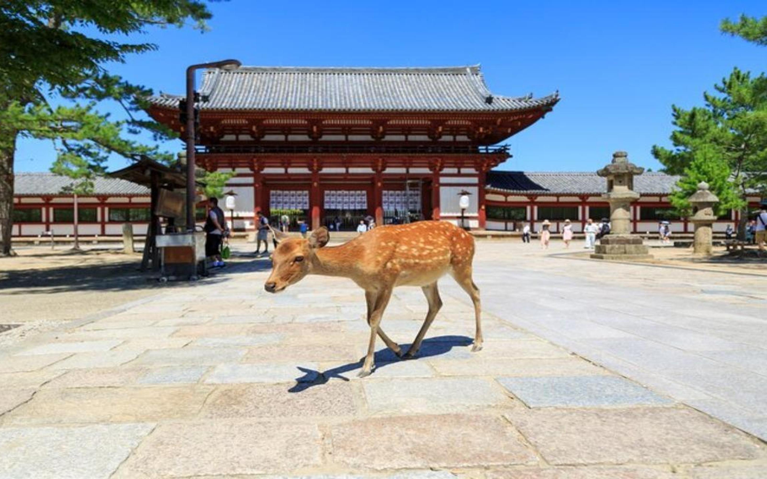 New UNESCO: Asuka-Fujiwara & Nara Highlights Private Tour - 2026 (Verified Reviews)