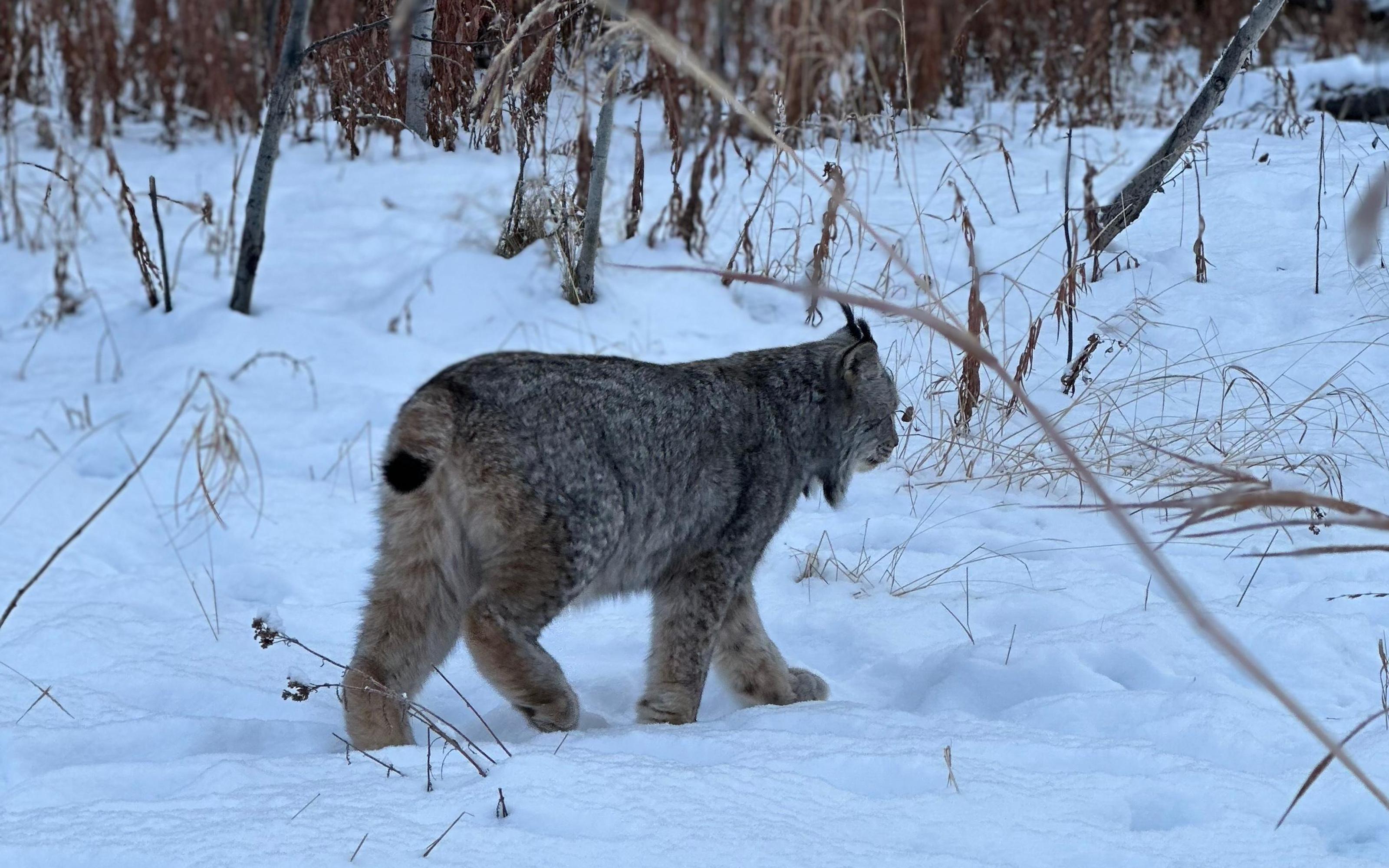 Yukon Wildlife & Nordic Hot Springs Experience - 2026 (Verified Reviews)