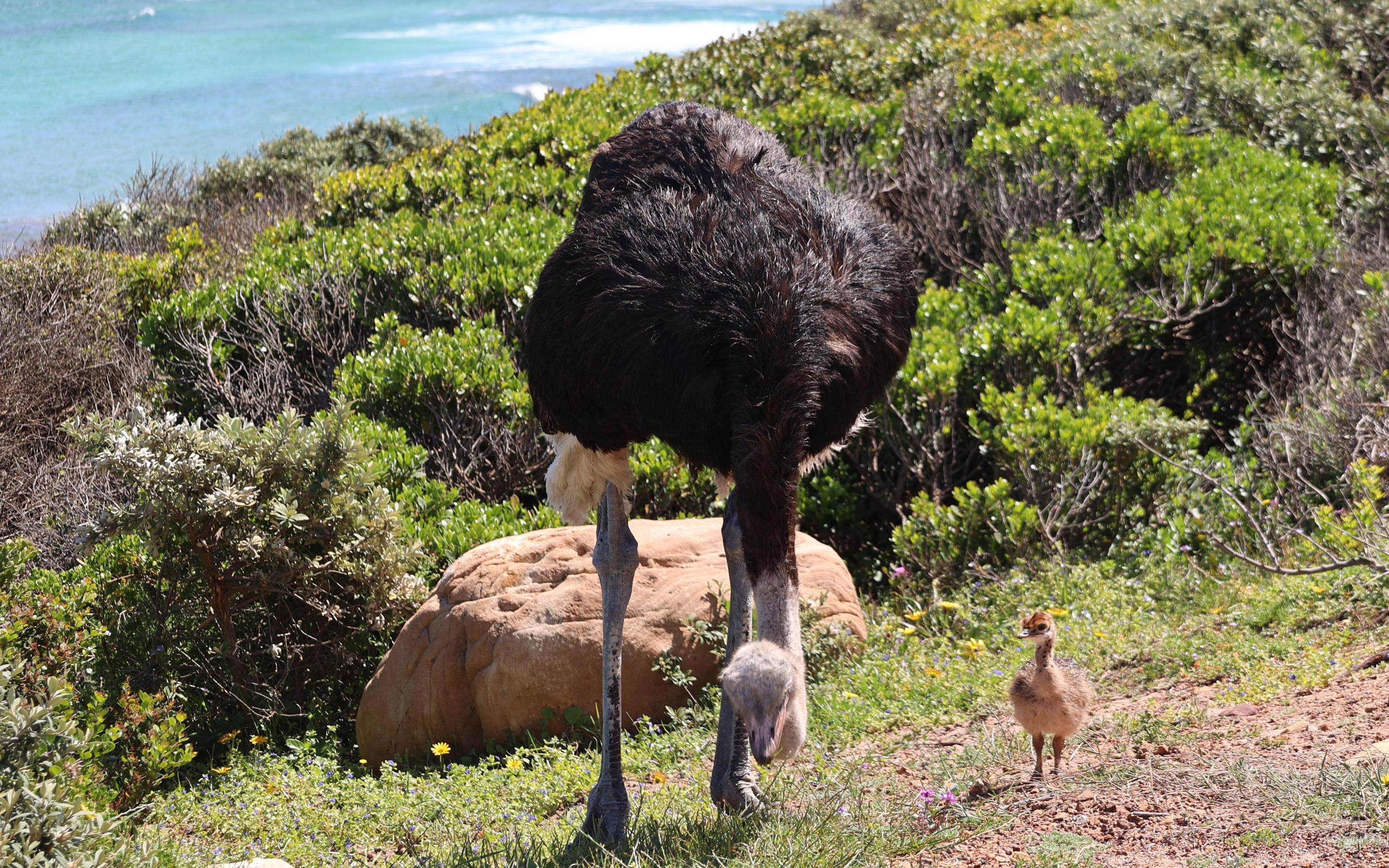 Table Mountain cable car tickets - the cableway and summit views — image 4
