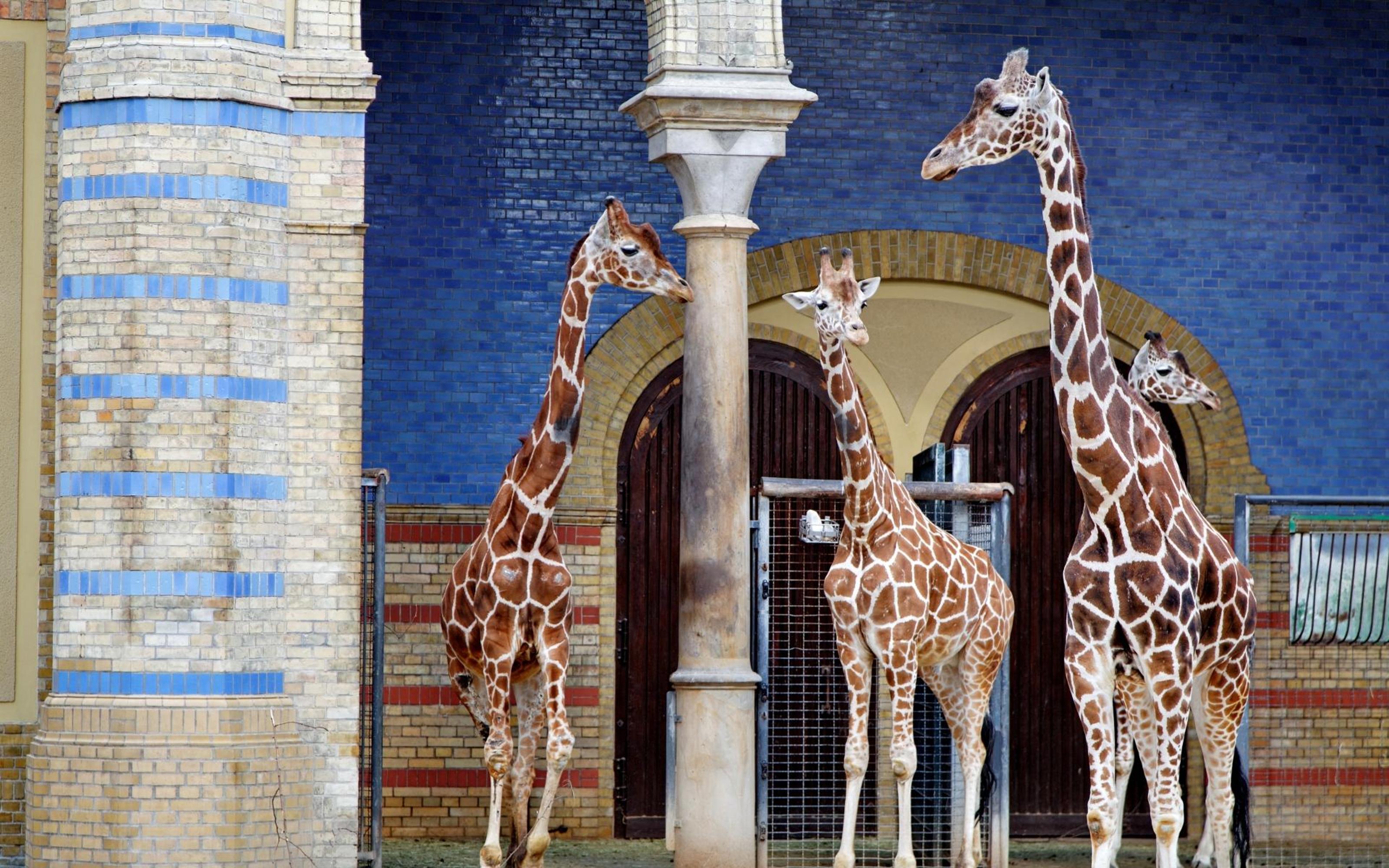 Private Transport to Berlin Zoo with Skip-the-line Ticket - 2026 (Verified Reviews)