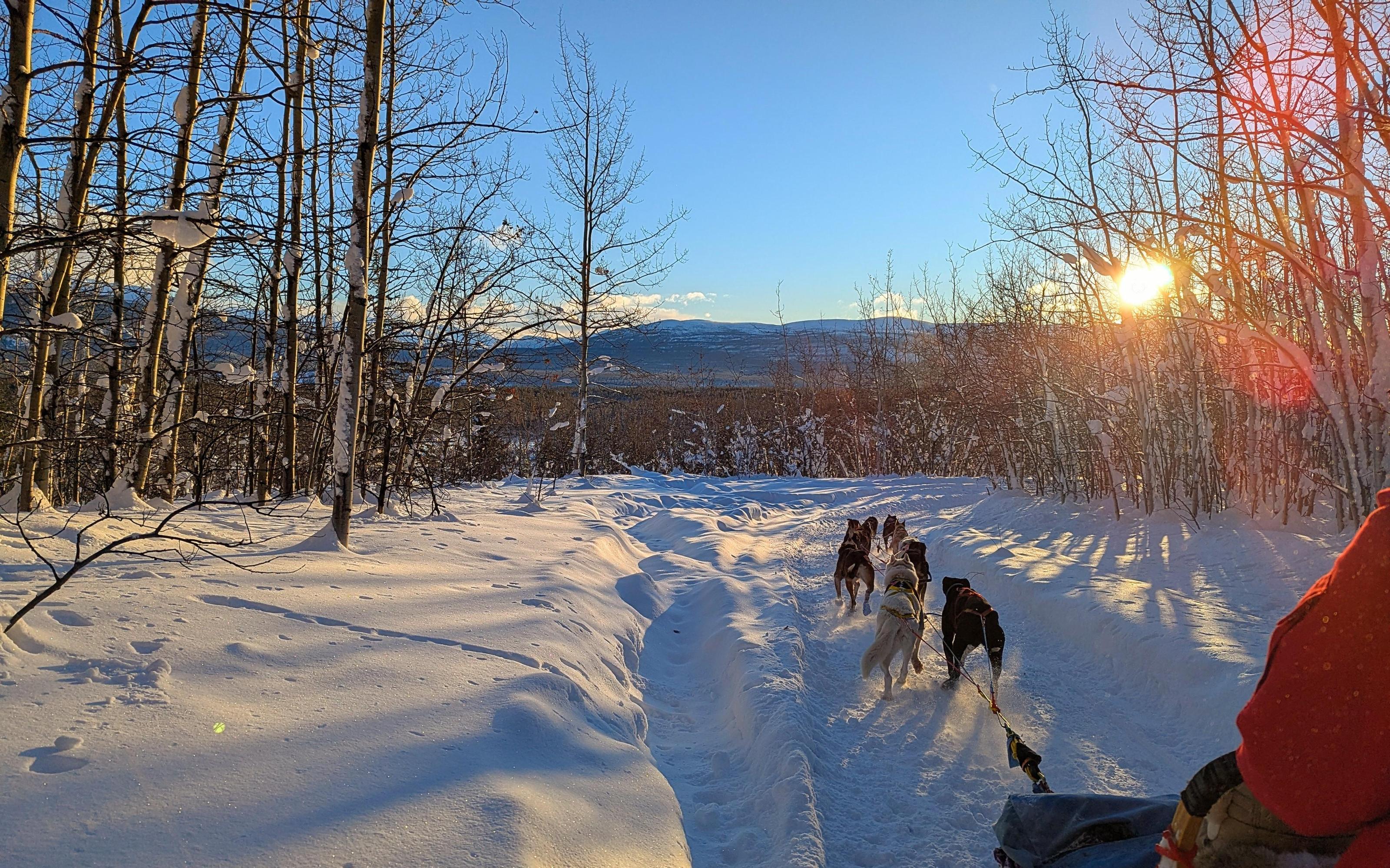 Whitehorse: Signature Dog Sledding Experience with Hot Cocoa - 2026 (Verified Reviews)