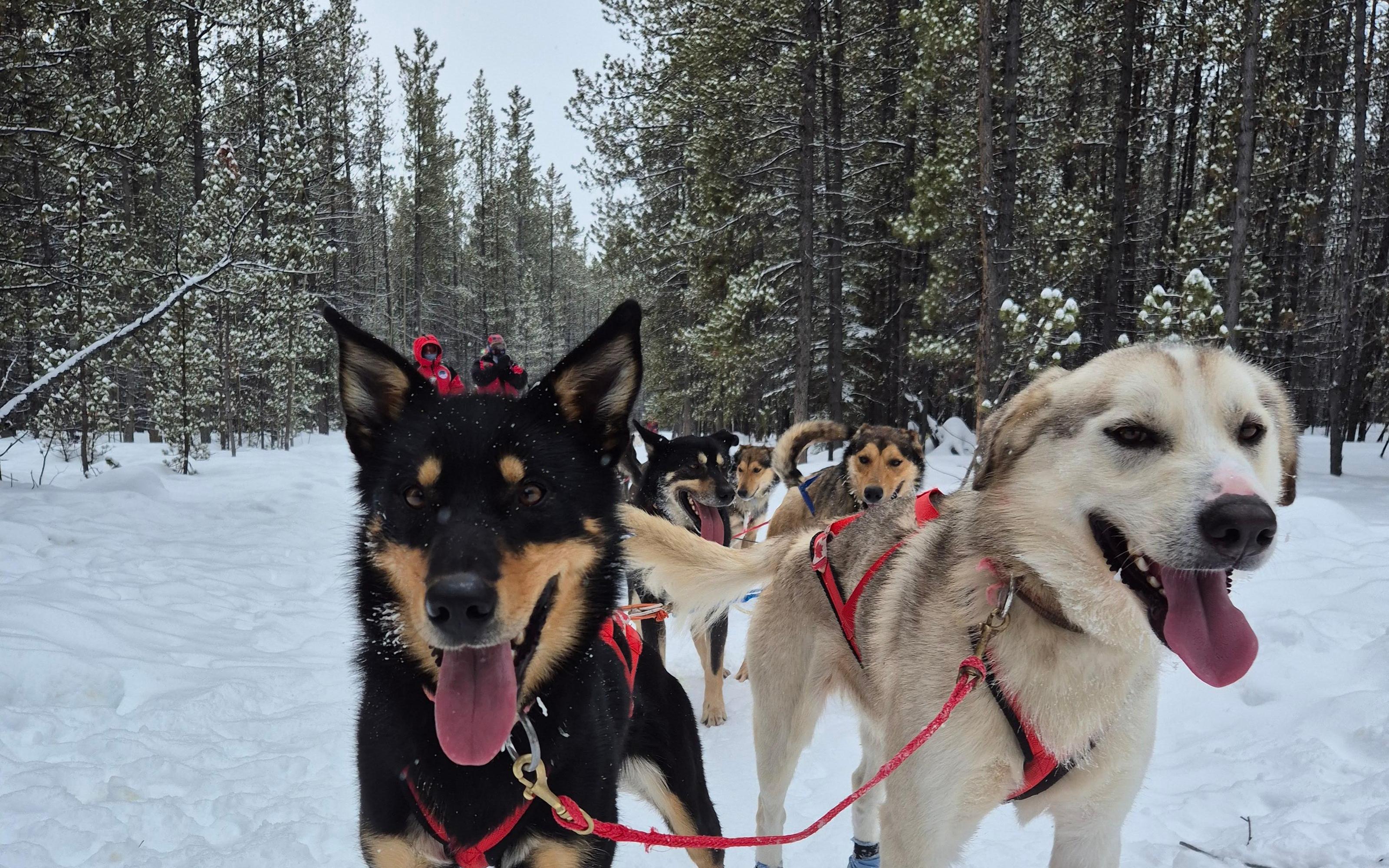 Whitehorse: Signature Dog Sledding Experience with Hot Cocoa - 2026 (Verified Reviews)