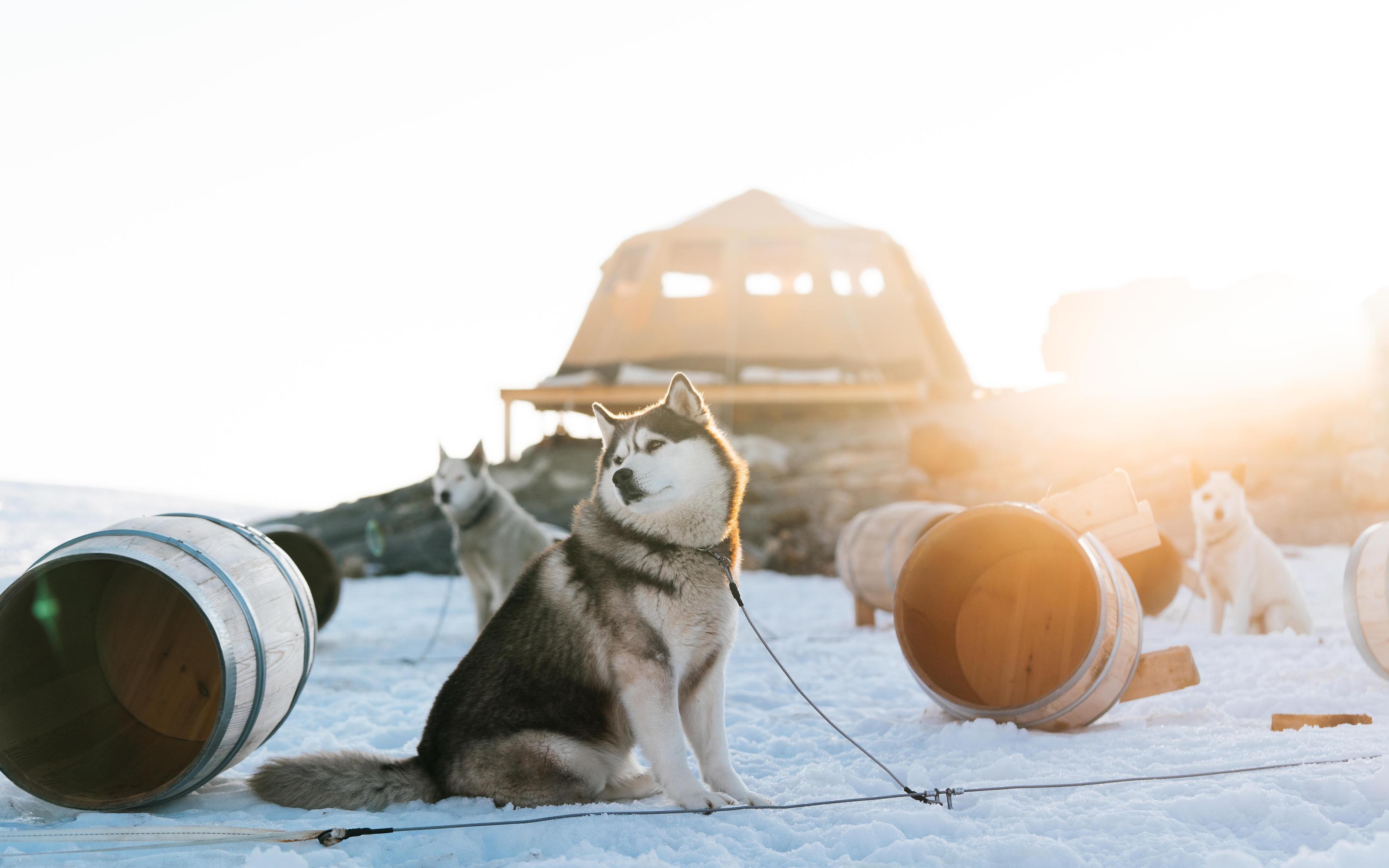 Tromsø: Dog Sledding Tour - 2026 (Verified Reviews)