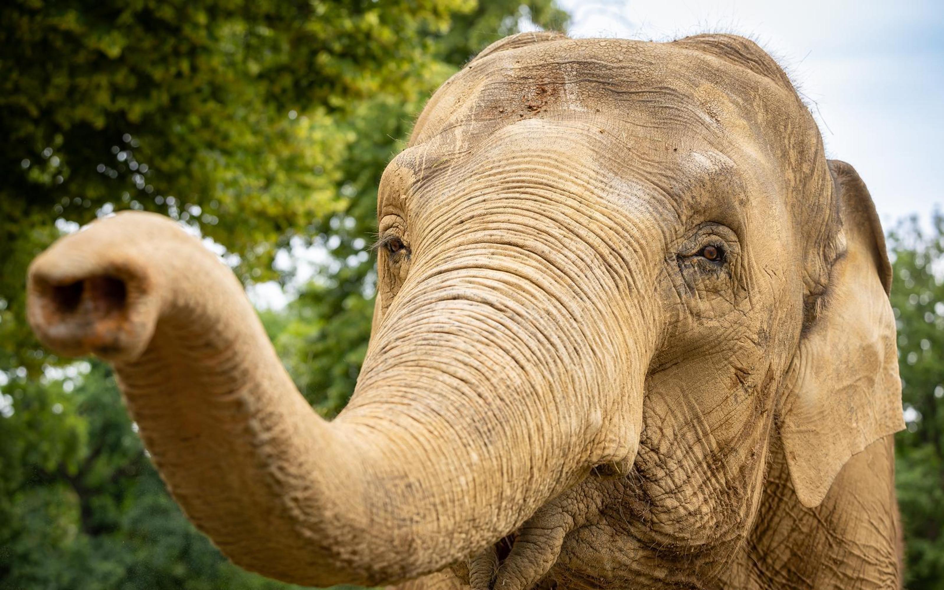 Berlin Zoo tickets - animals at Zoologischer Garten Berlin — image 2