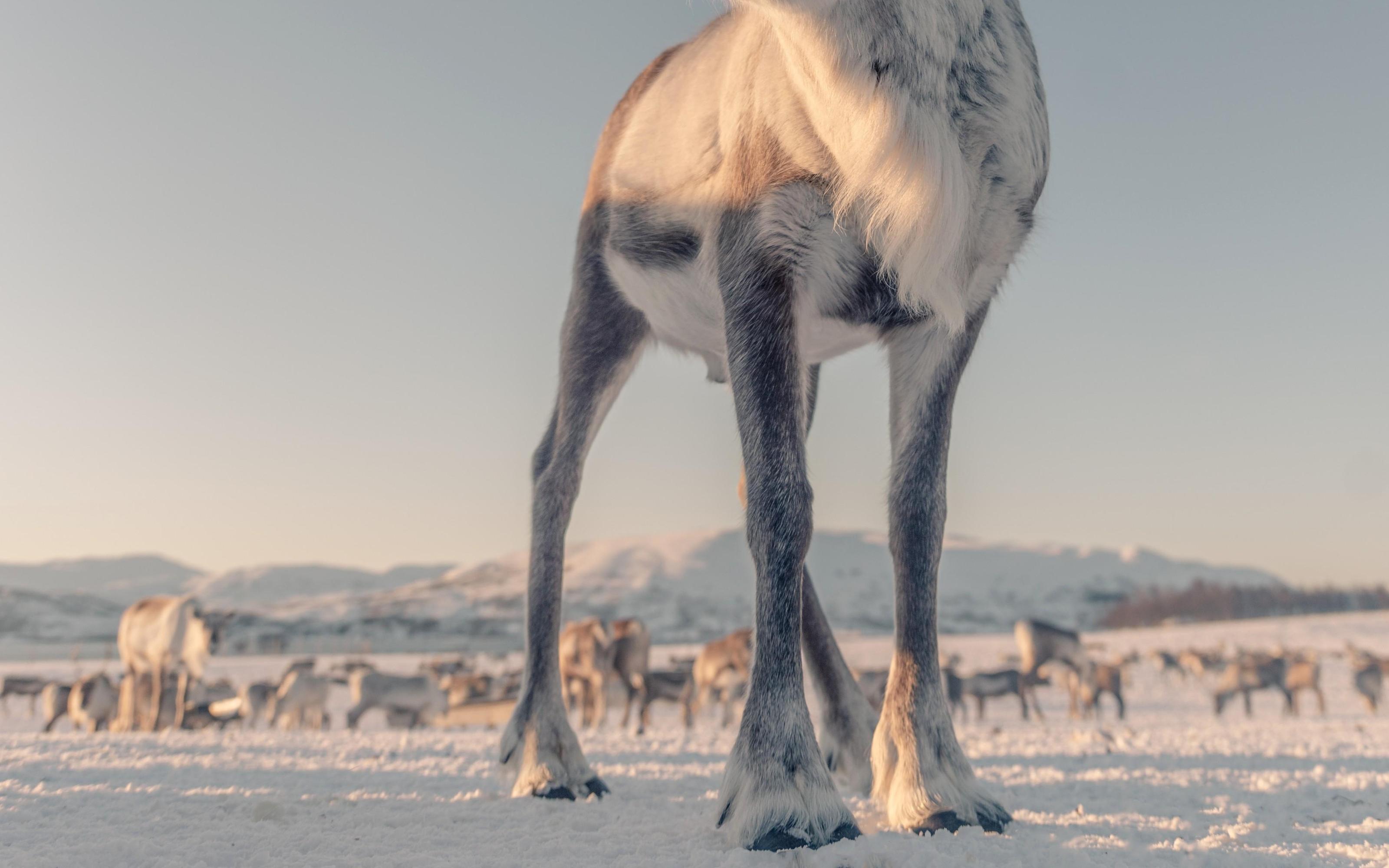Tromsø: Reindeer Camp and Sami Cultural Tour with Lunch - 2026 (Verified Reviews)