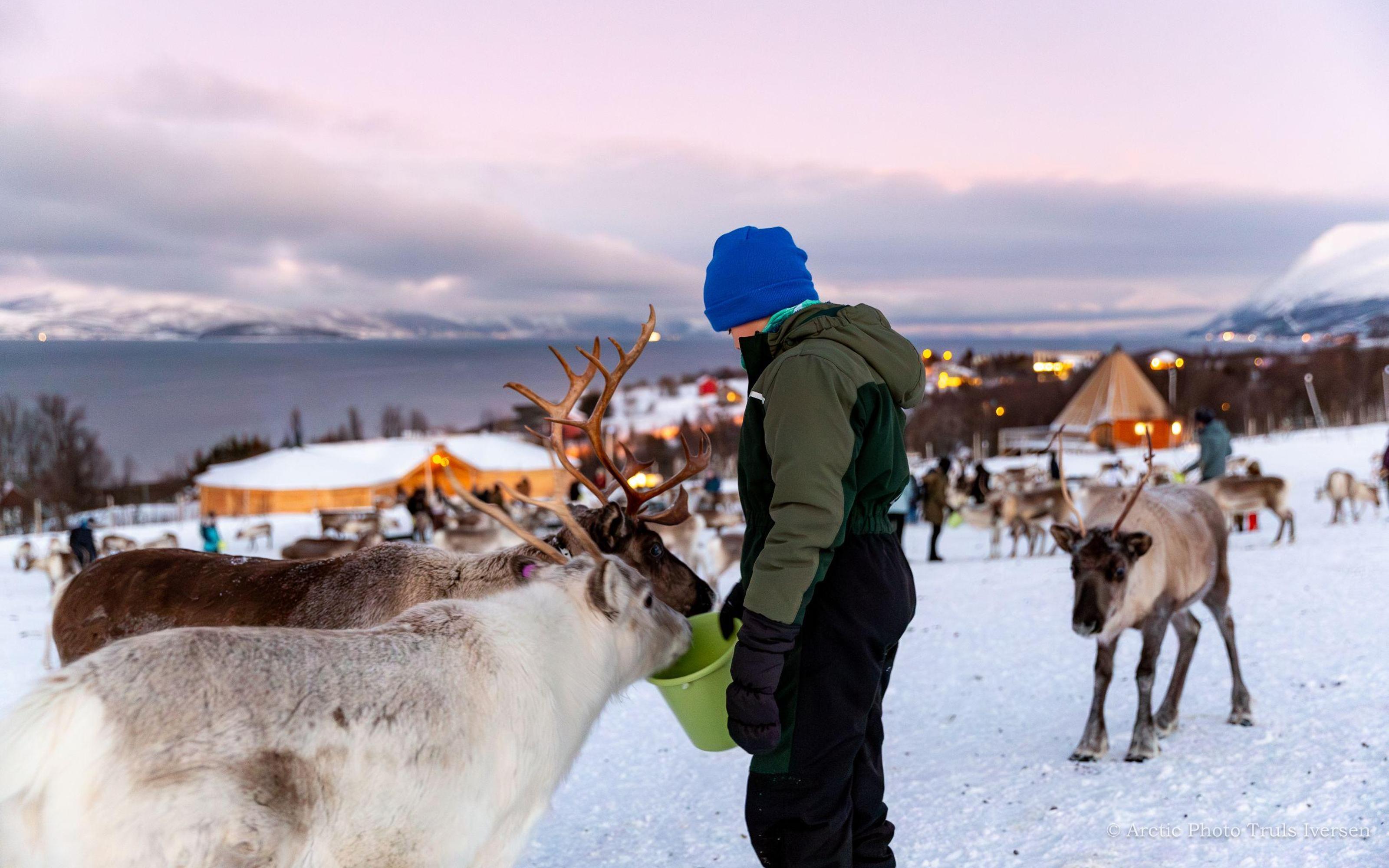 Tromsø: Reindeer Camp and Sami Cultural Tour with Lunch - 2026 (Verified Reviews)