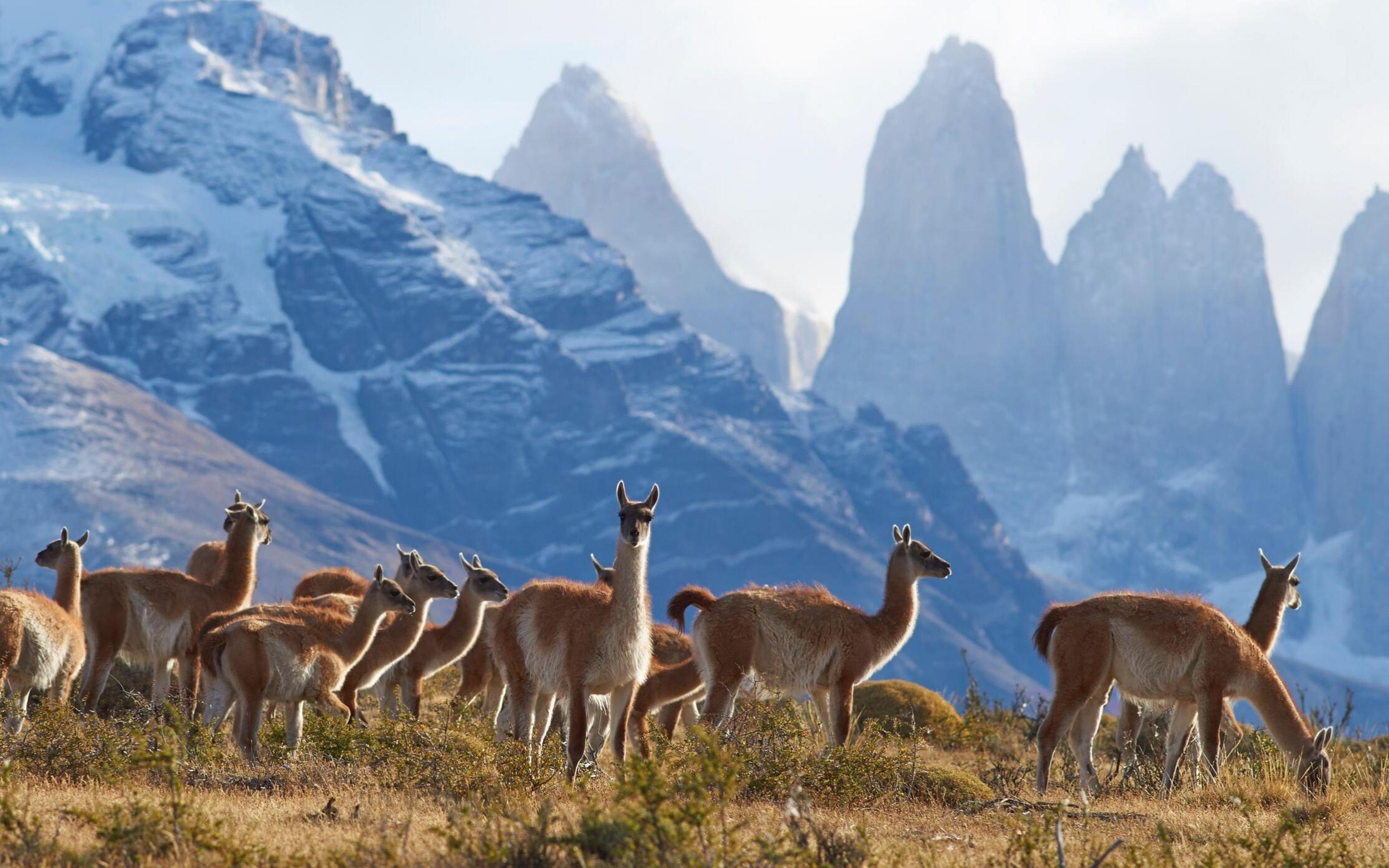 Full-Day Torres del Paine National Park from El Calafate - 2026 (Verified Reviews)