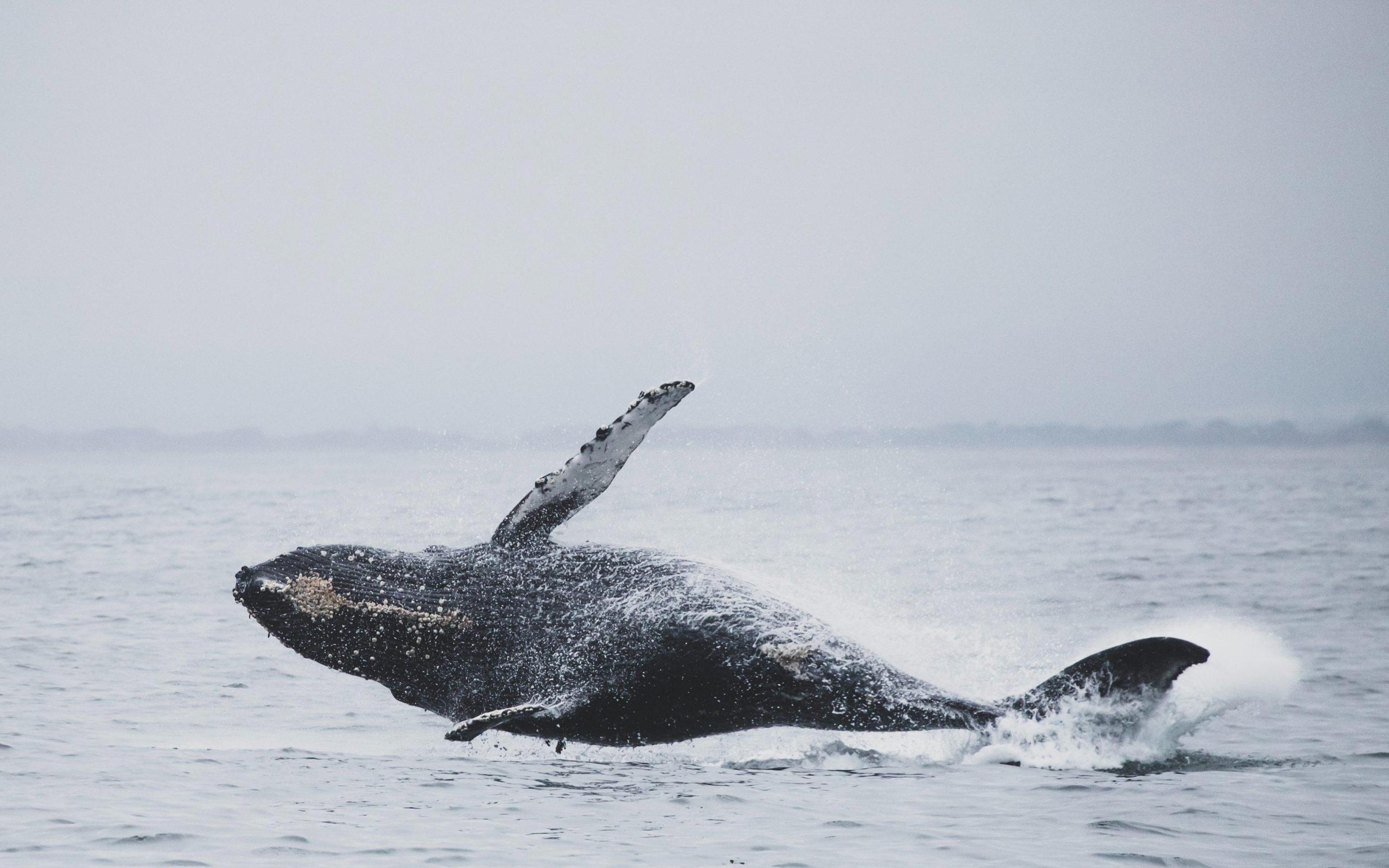 Tromsø Whale Safari with MS Gabriele - 2026 (Verified Reviews)