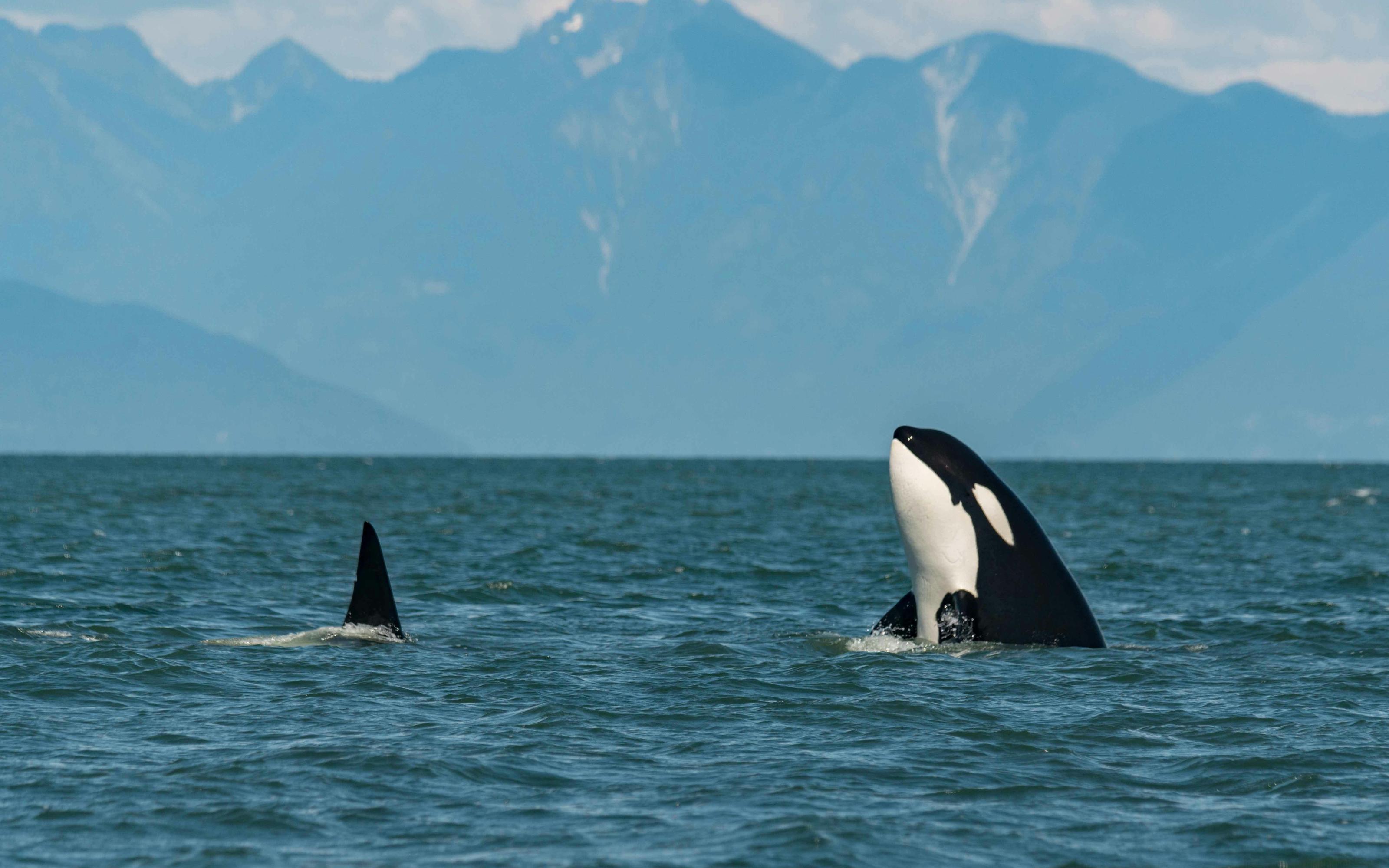 Tromsø Whale Safari with MS Gabriele - 2026 (Verified Reviews)