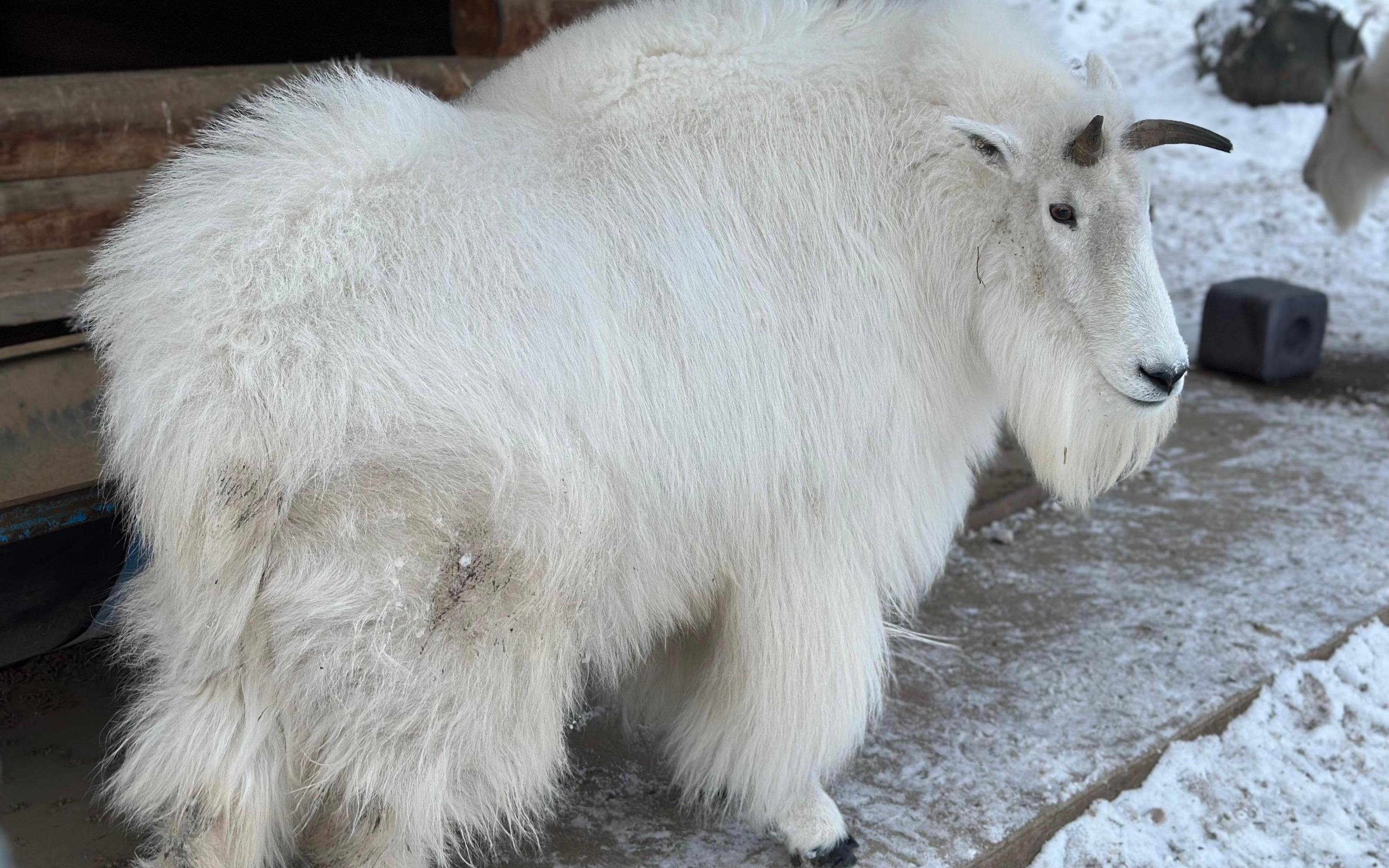 Yukon Wildlife & Nordic Hot Springs Experience - 2026 (Verified Reviews)