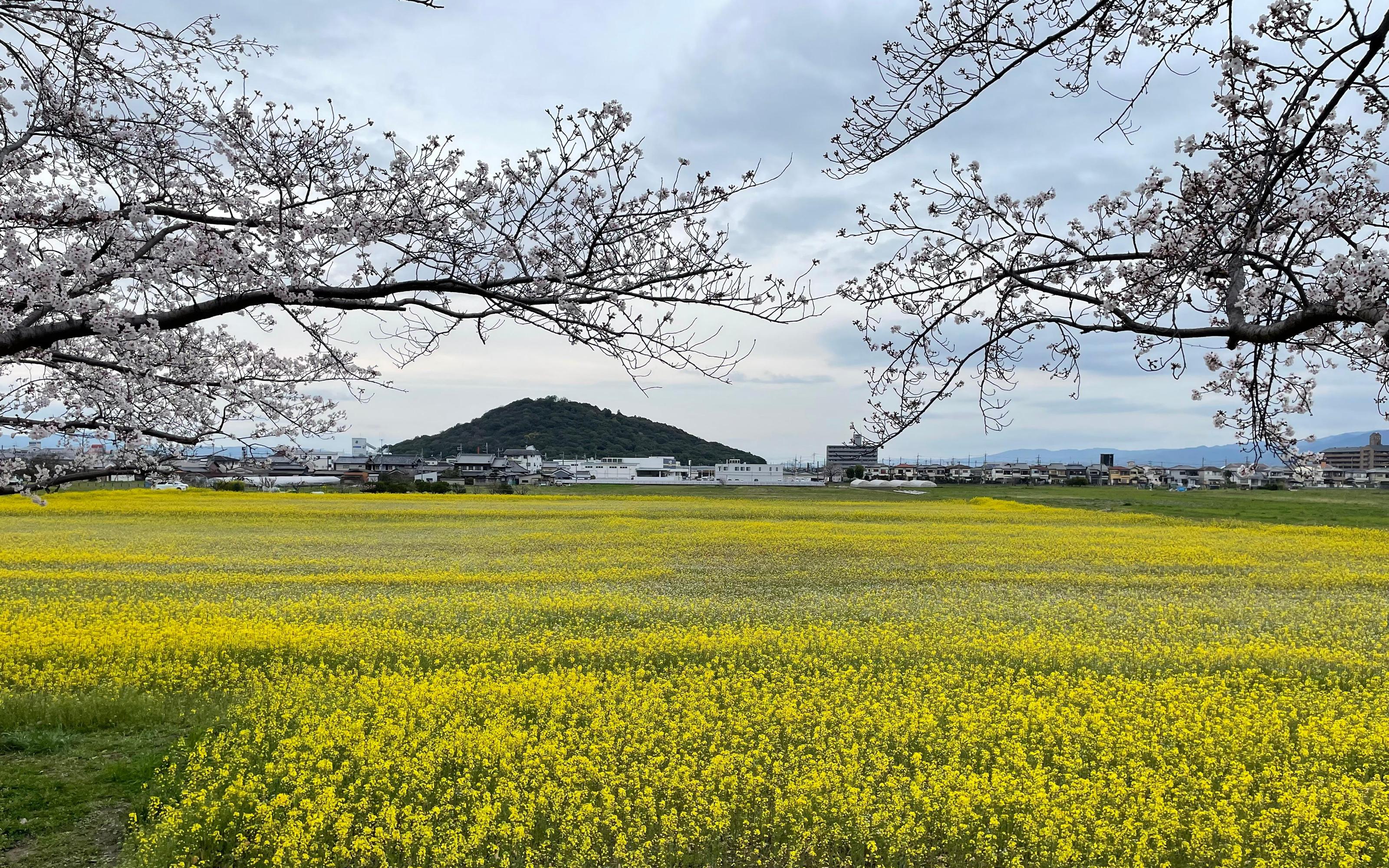 Asuka: Discover Origin of Japan–Historical Site and Nature - 2026 (Verified Reviews)