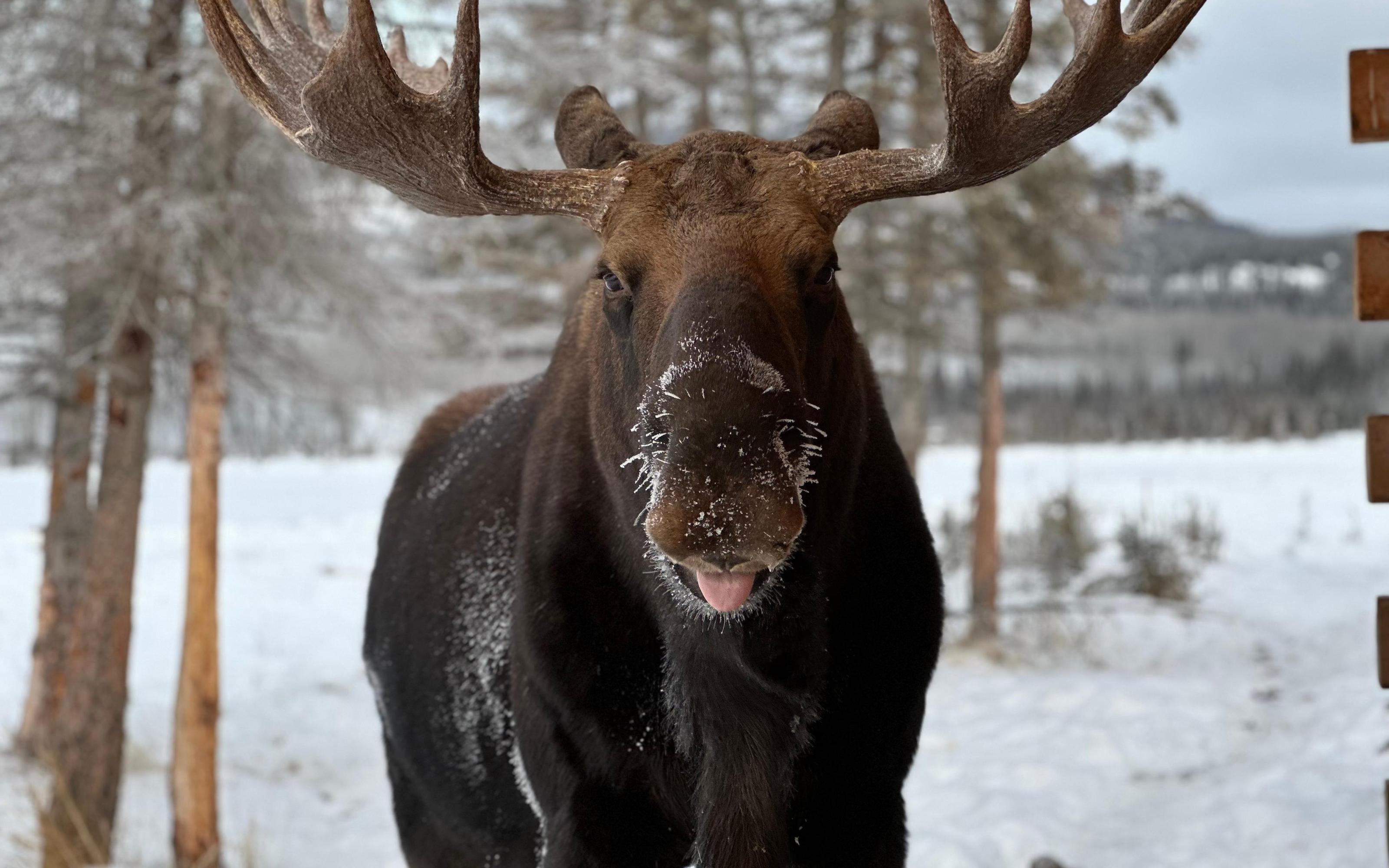 Yukon Wildlife & Nordic Hot Springs Experience - 2026 (Verified Reviews)