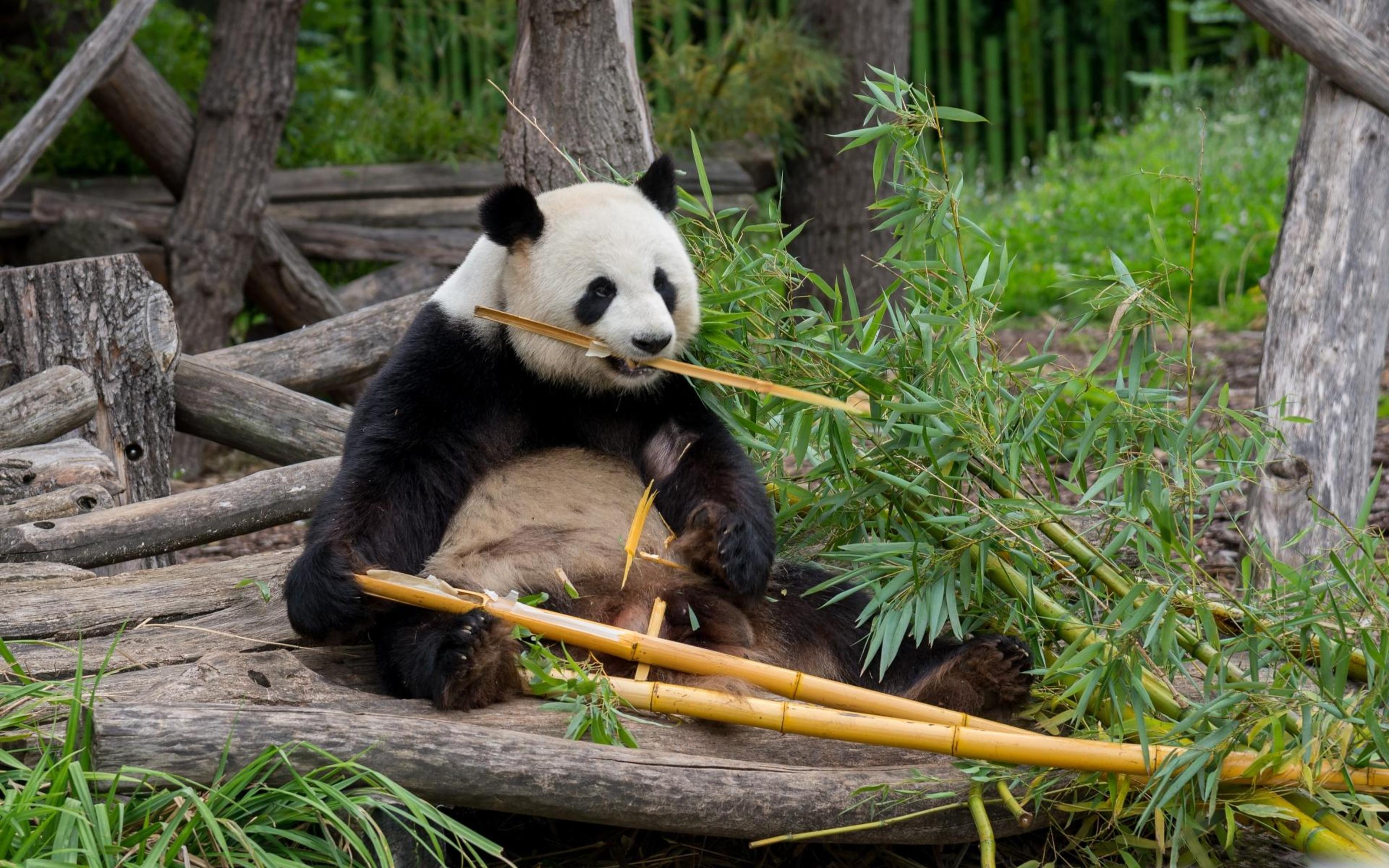 Private Transport to Berlin Zoo with Skip-the-line Ticket - 2026 (Verified Reviews)