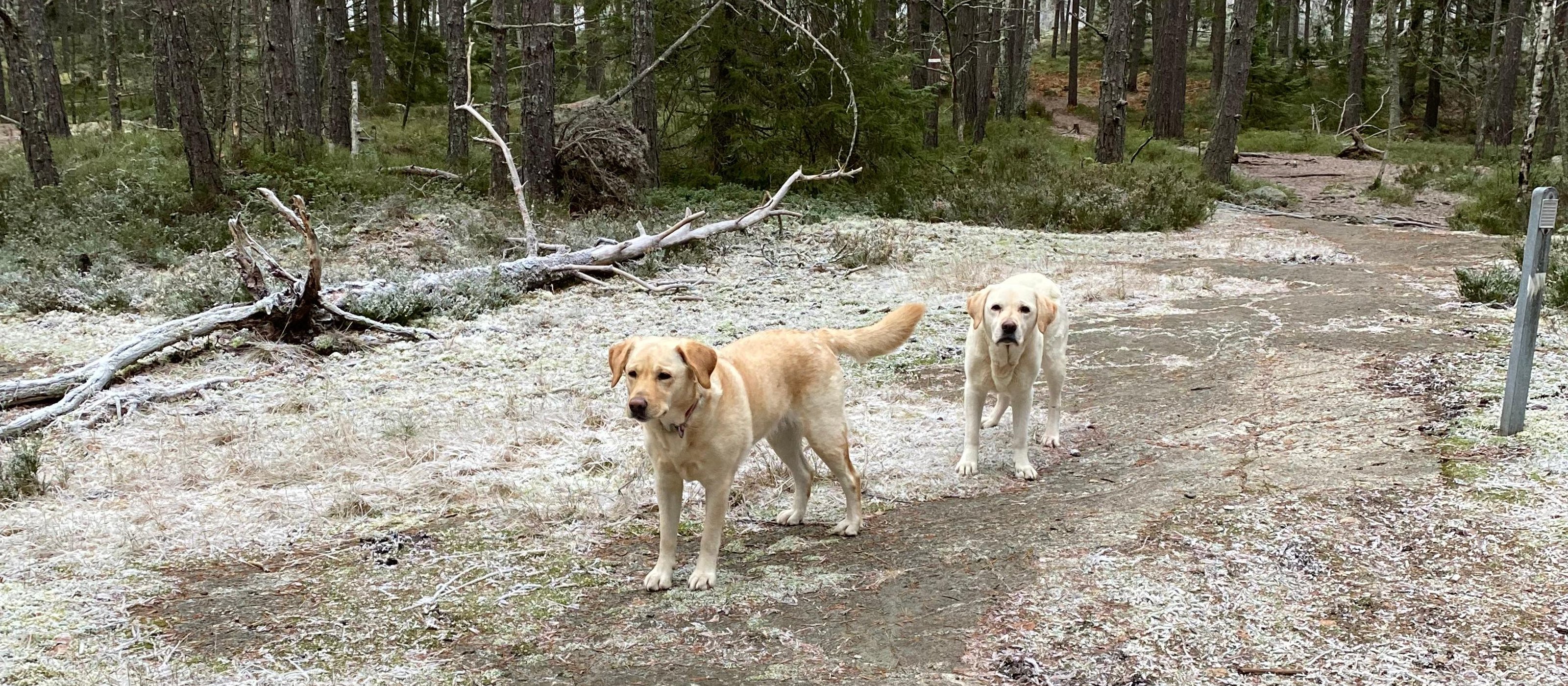 Forest Walk with Two Labradors & Swedish Fika