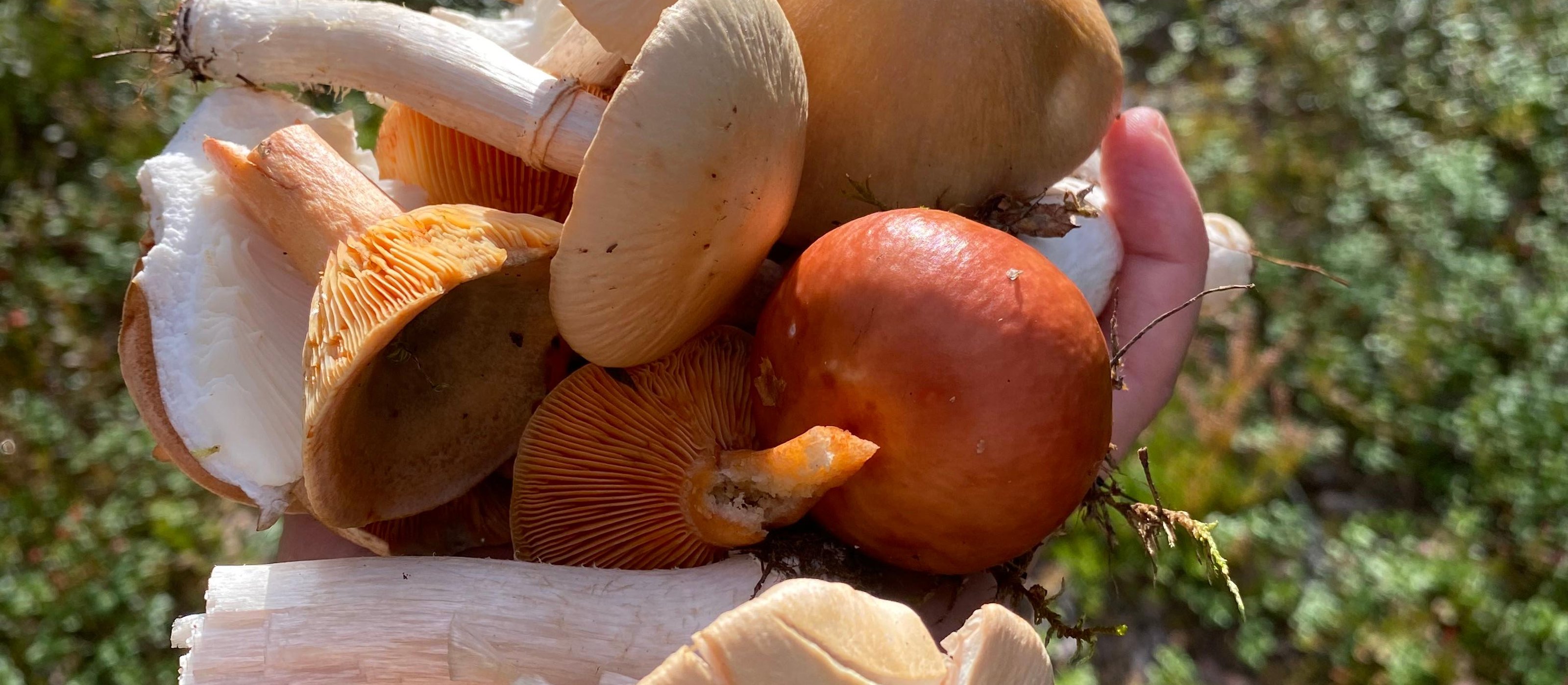Besuche Stockholm: Pilz-, Pflanzen- & Beerensammeln mit einem Biologen