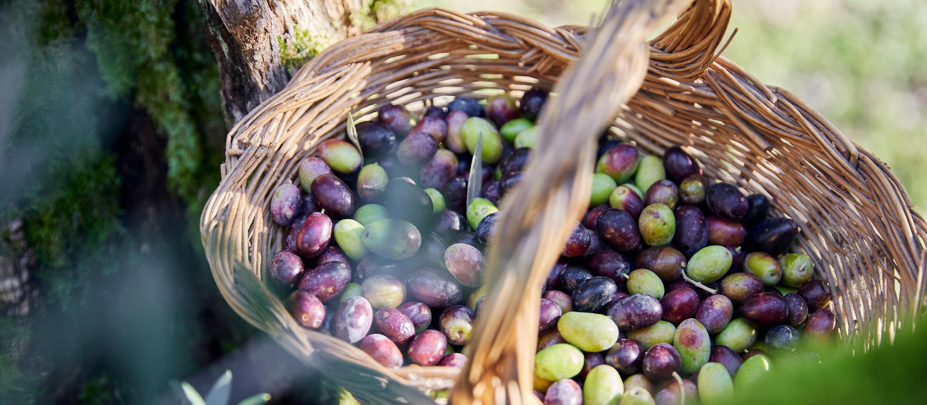 Olive Oil Tasting with Guided Tour