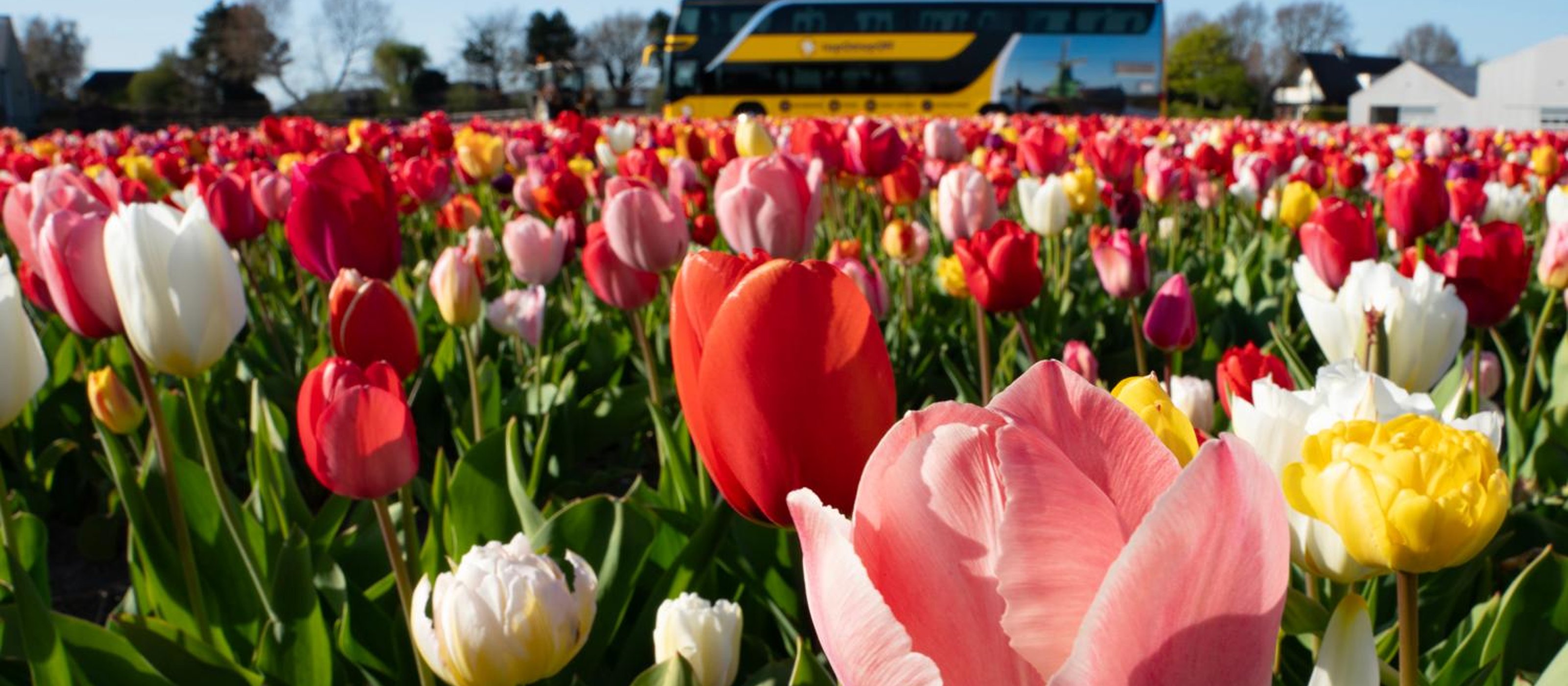Tulip Fields Tour + Tulip Experience Flex Return