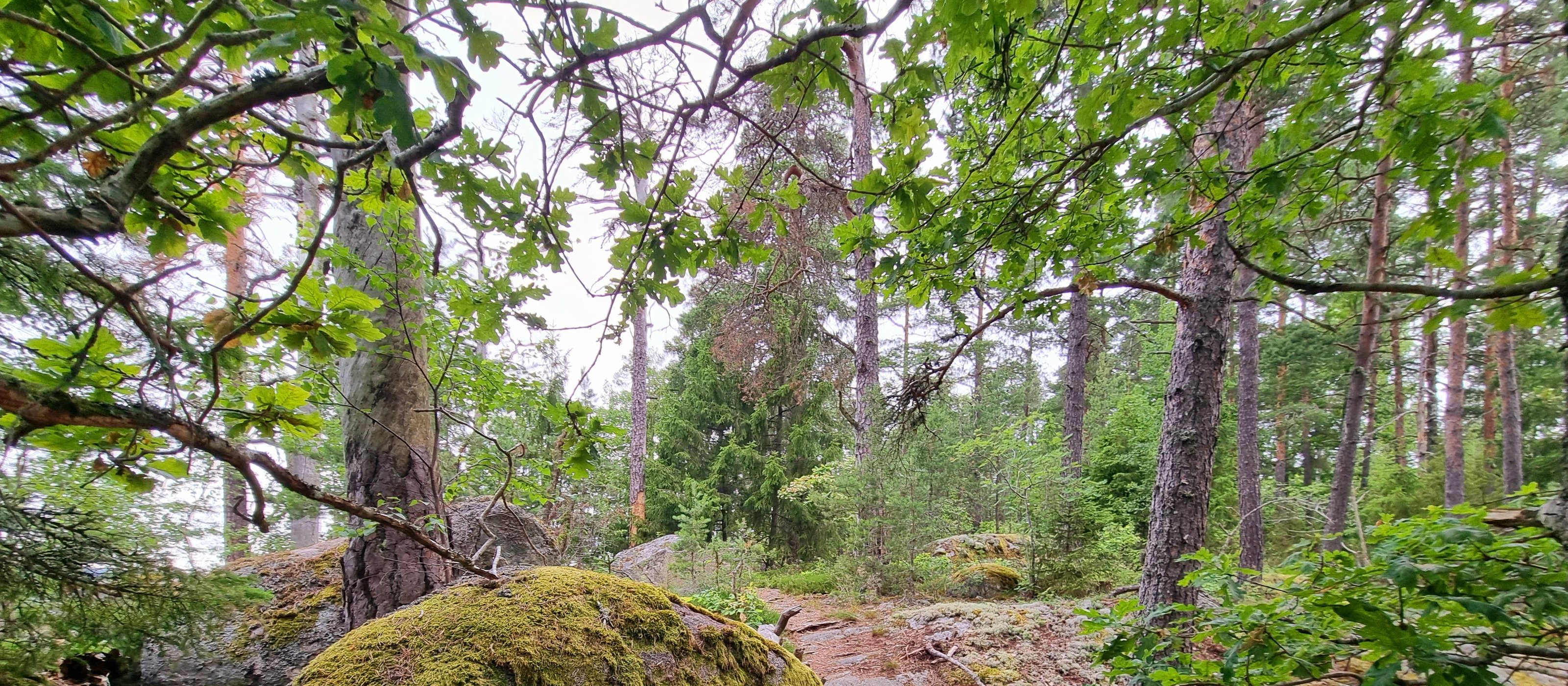 JakobsbergStockholm: Ancient Sweden, Forest walk & Fika in Görväln3h 30m