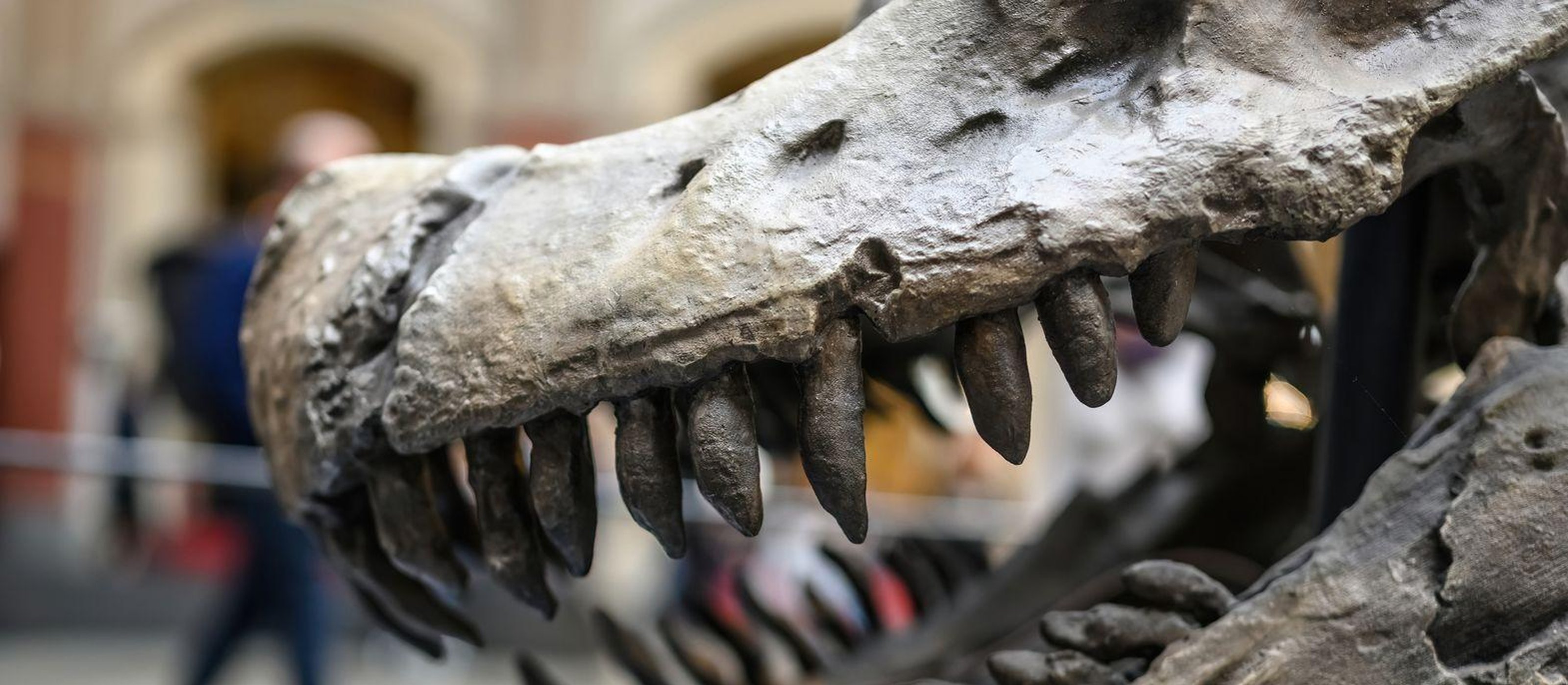 Berlin: 24-Hr Hop-on Hop-off Bus Tour + BODY WORLDS Entry + Audio Guide