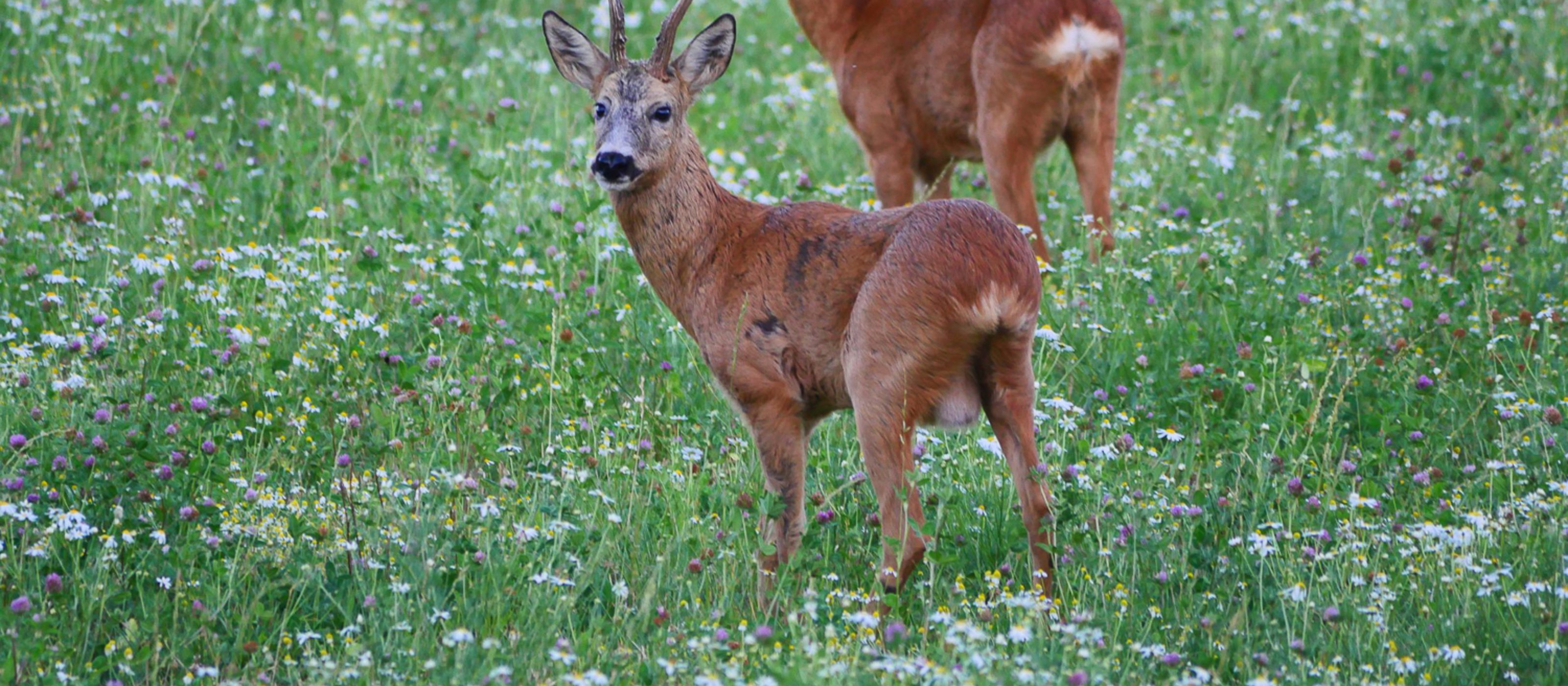Abendliche Wildtier-Safari mit Mittsommermahlzeit