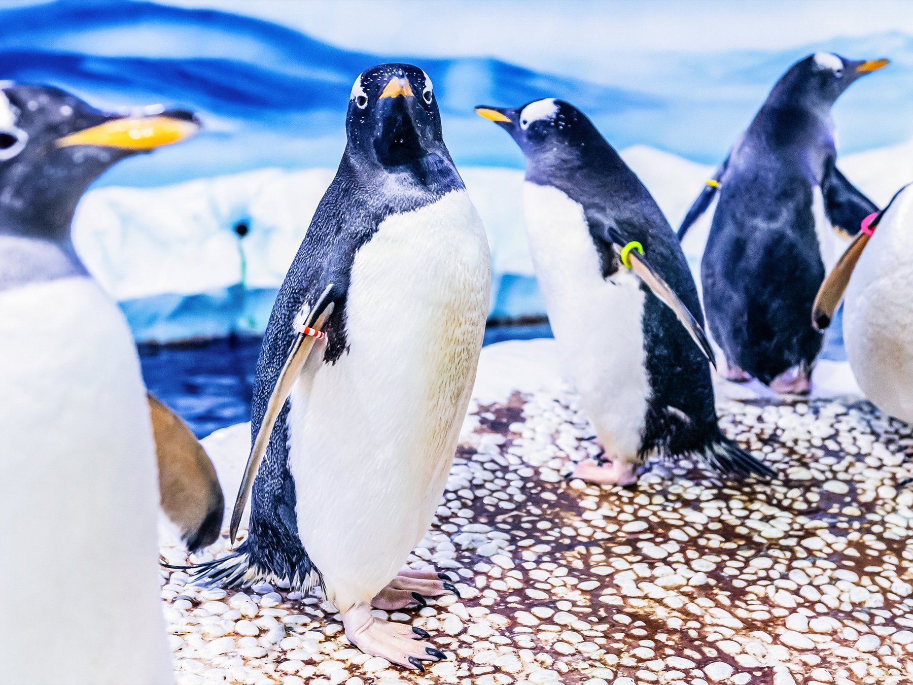 SEA LIFE London: Eintrittskarte
