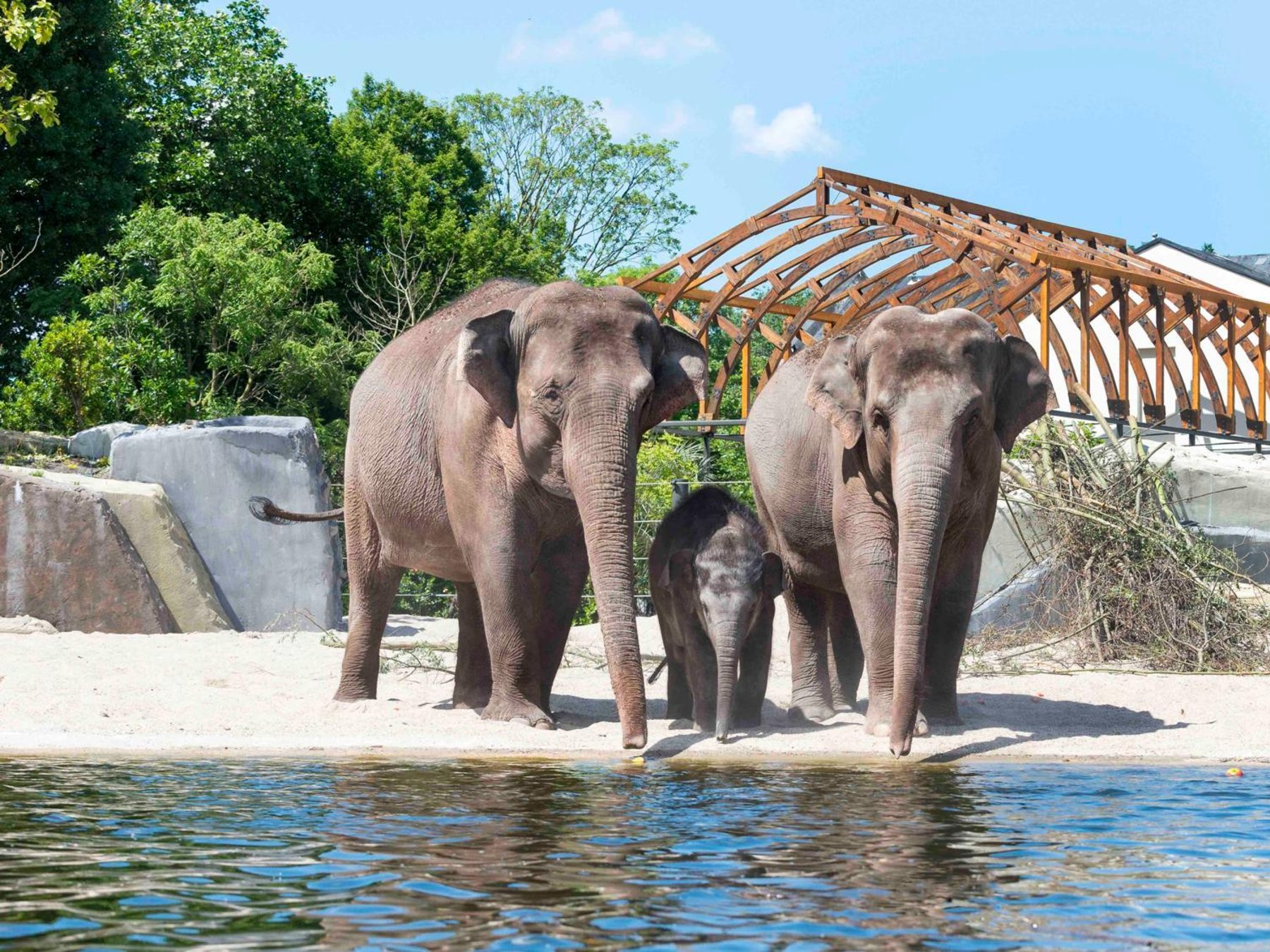 ARTIS Zoo Amsterdam: Eintrittskarte