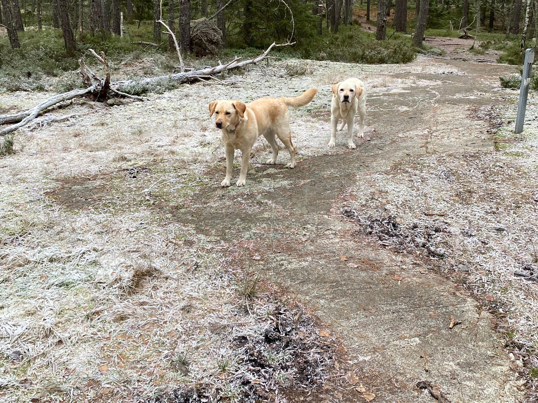 Forest Walk with Two Labradors & Swedish Fika