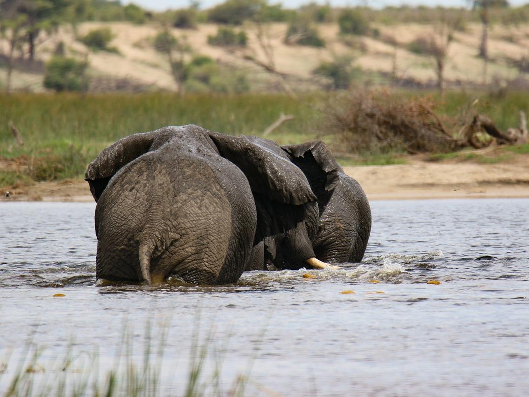 Mikumi 2-Tages-Safari von Dar-es-Salaam zum Mikumi NP mit dem Zug (sgr)