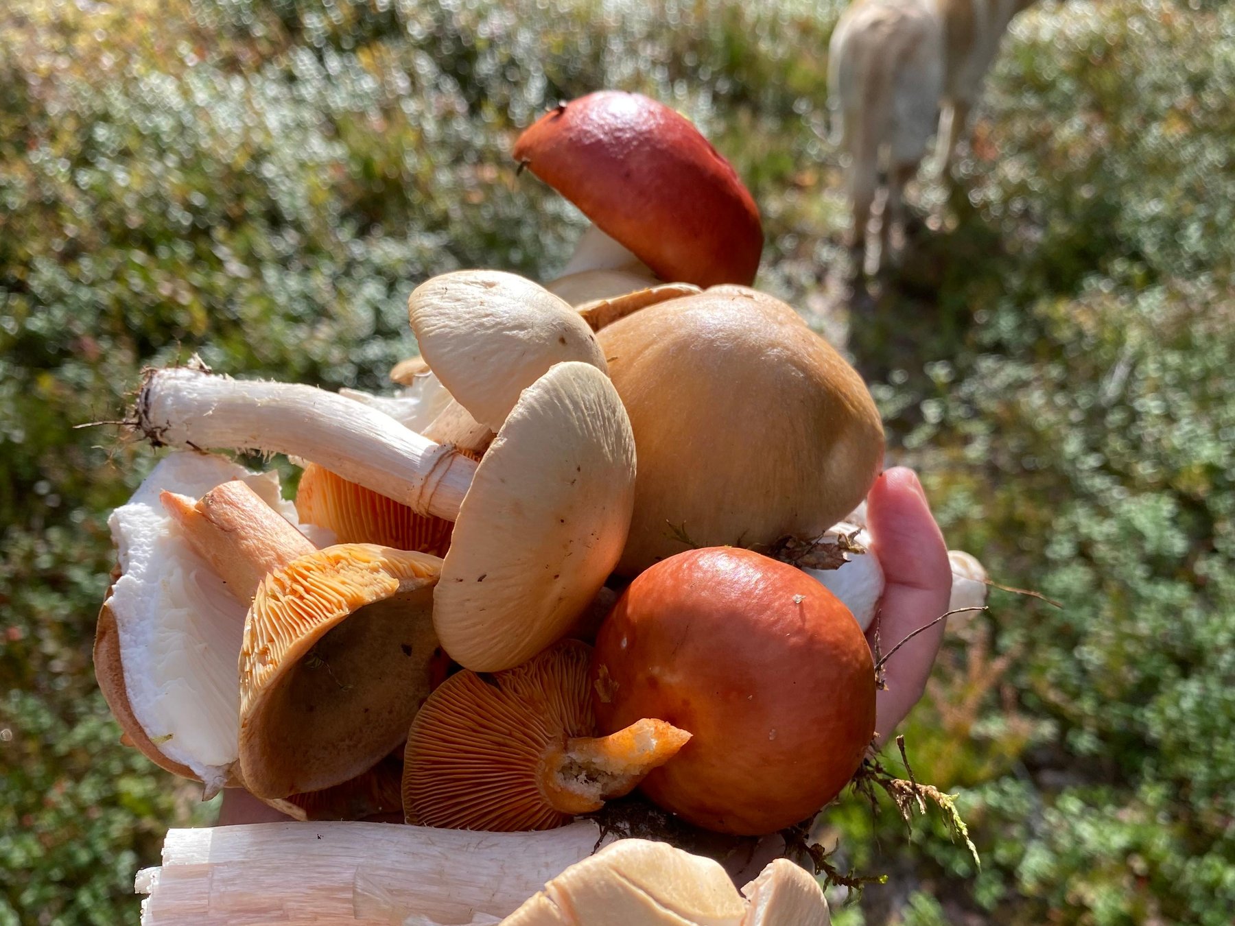 Visits StockholmMushroom, Plant & Berry Foraging with a biologist
