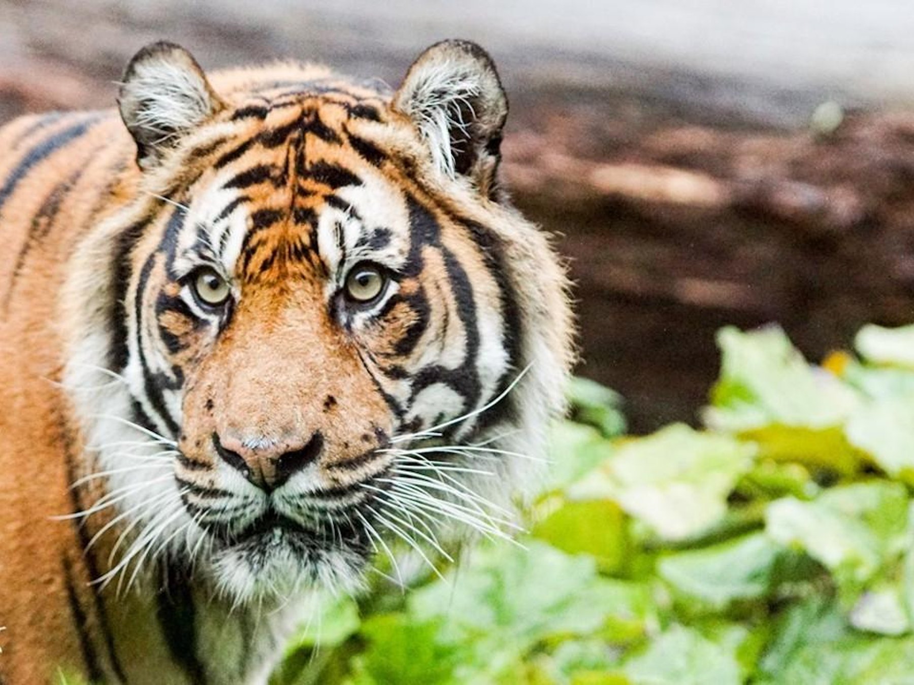 London Zoo: Eintrittskarte