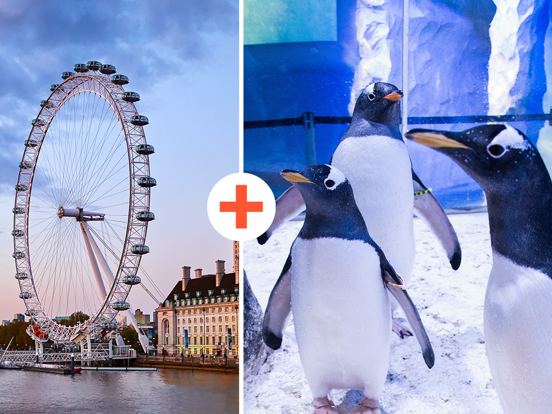 London Eye & SEA LIFE London: Eintrittskarte