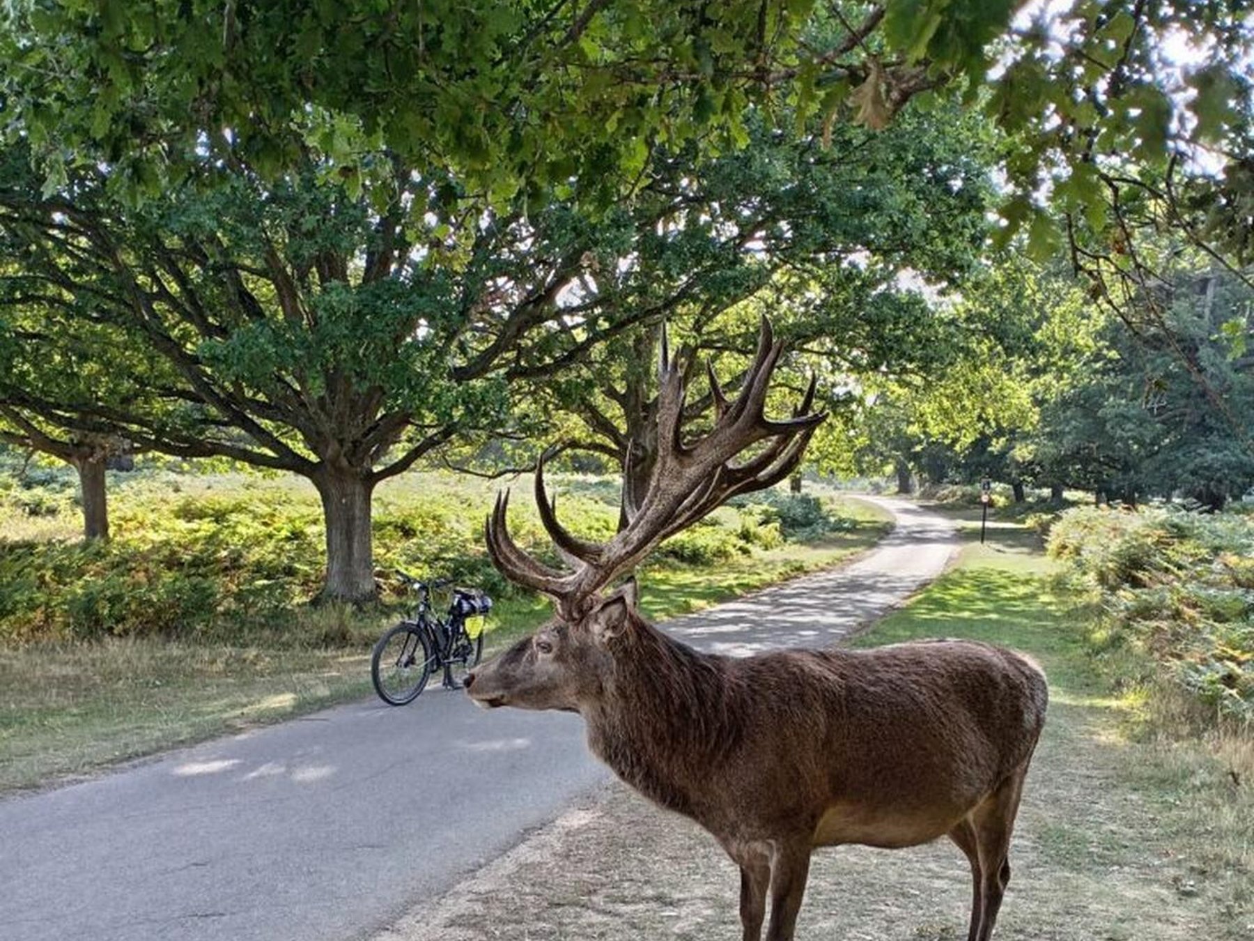 London nach Windsor: Die Wahrlich Königliche E-Bike Extravaganz