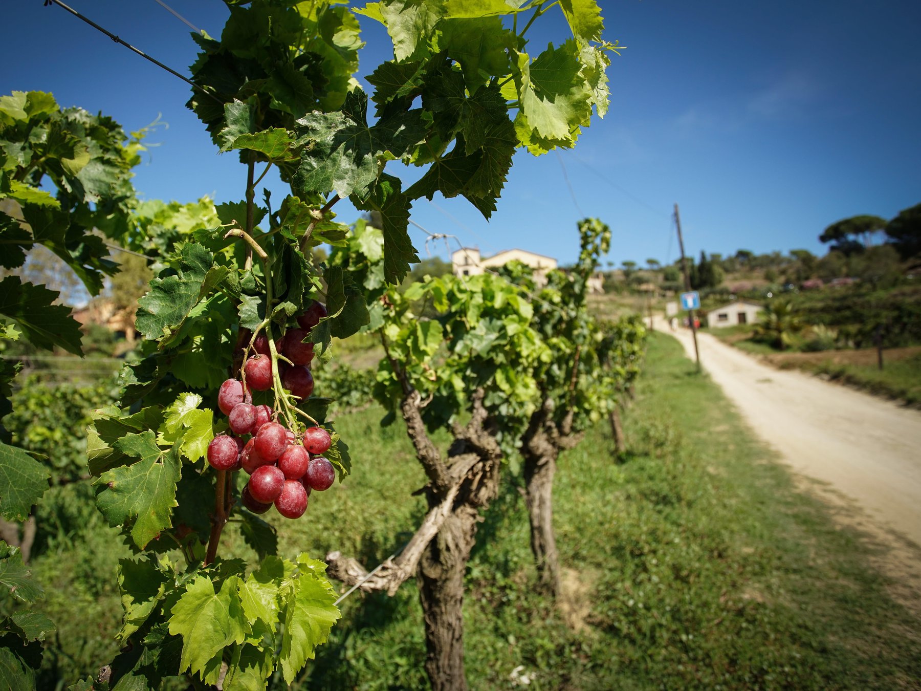 Sailing and Wine Tasting Experience