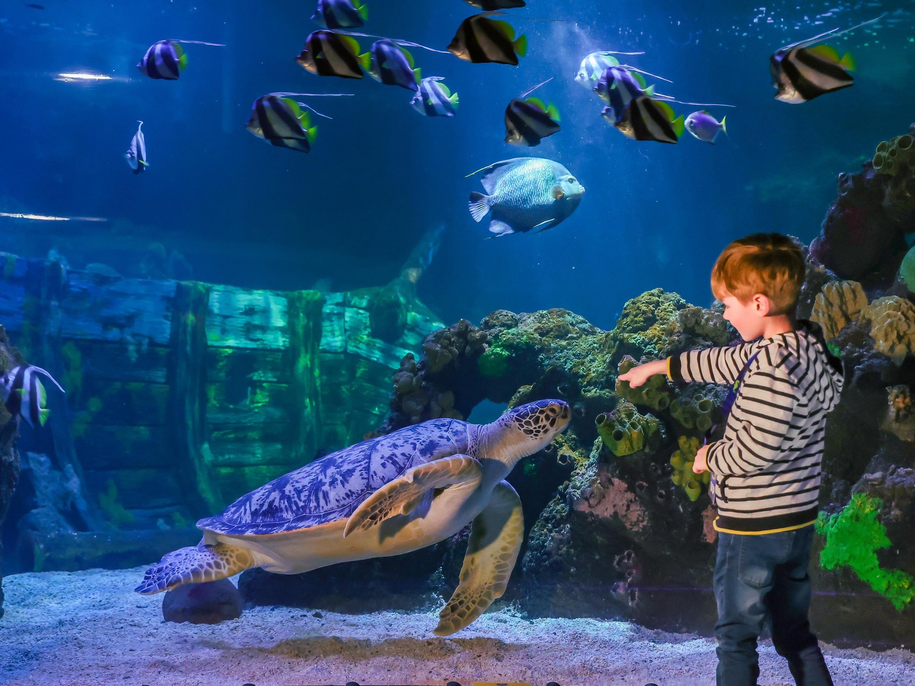 Timmendorfer Strand SEA LIFE Timmendorfer Strand Eintrittskarte