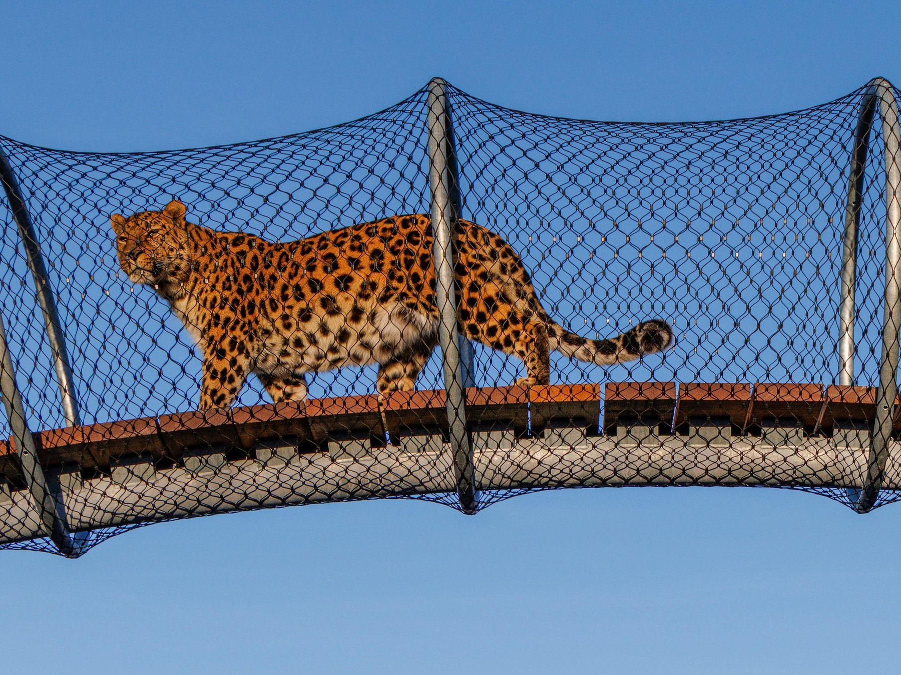 Kopenhagen Zoo Eintrittskarte