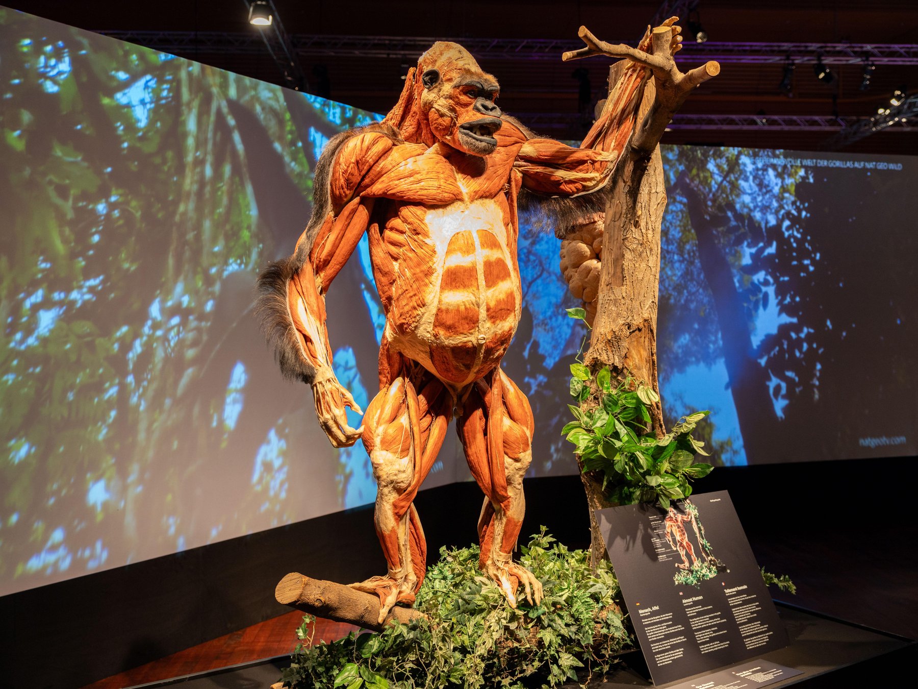 ChemnitzTicket für die KÖRPERWELTEN der Tiere Ausstellung