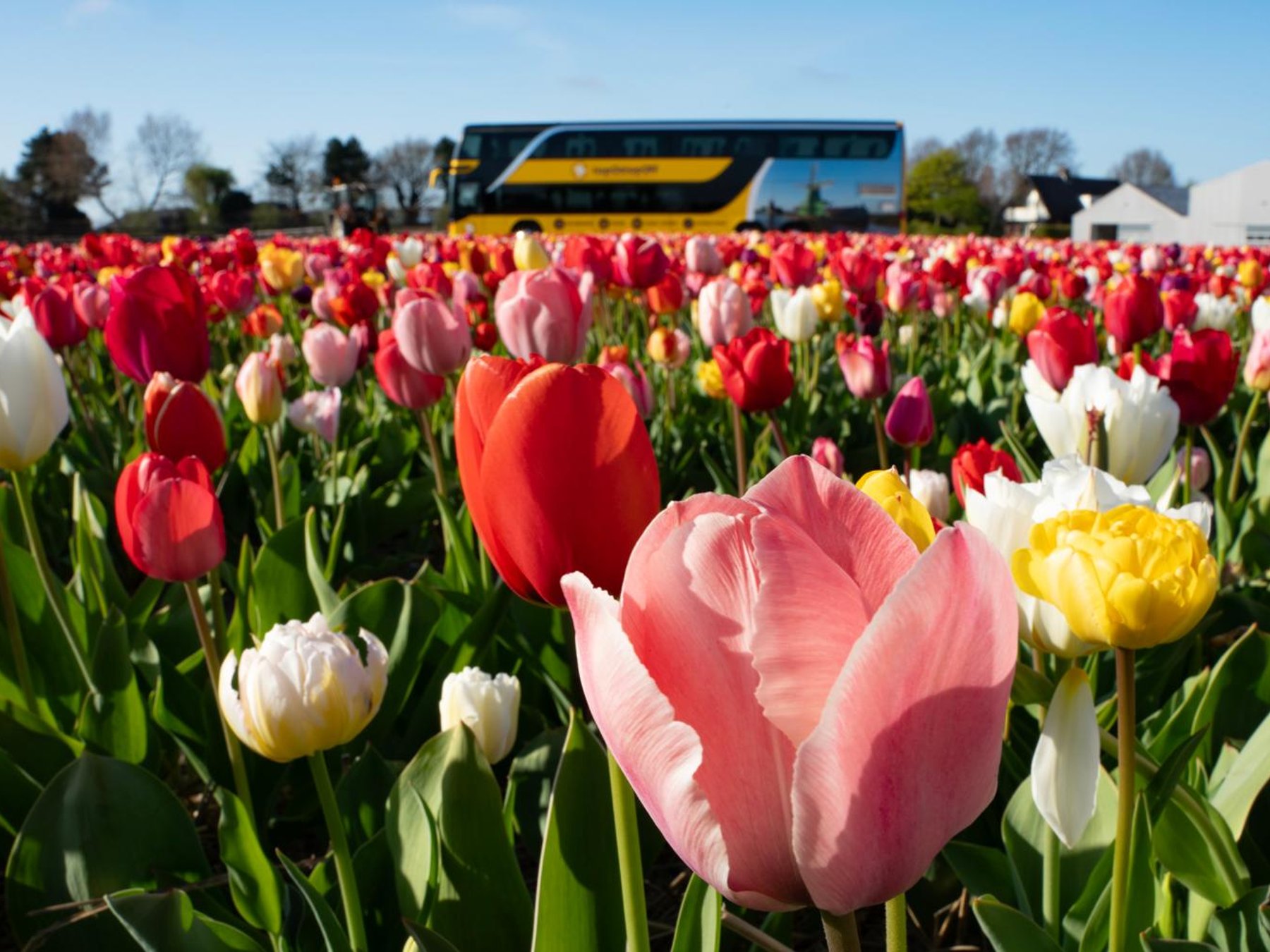 Tulpenfelder-Tour + Tulpen-Erlebnis Flex-Rückfahrt