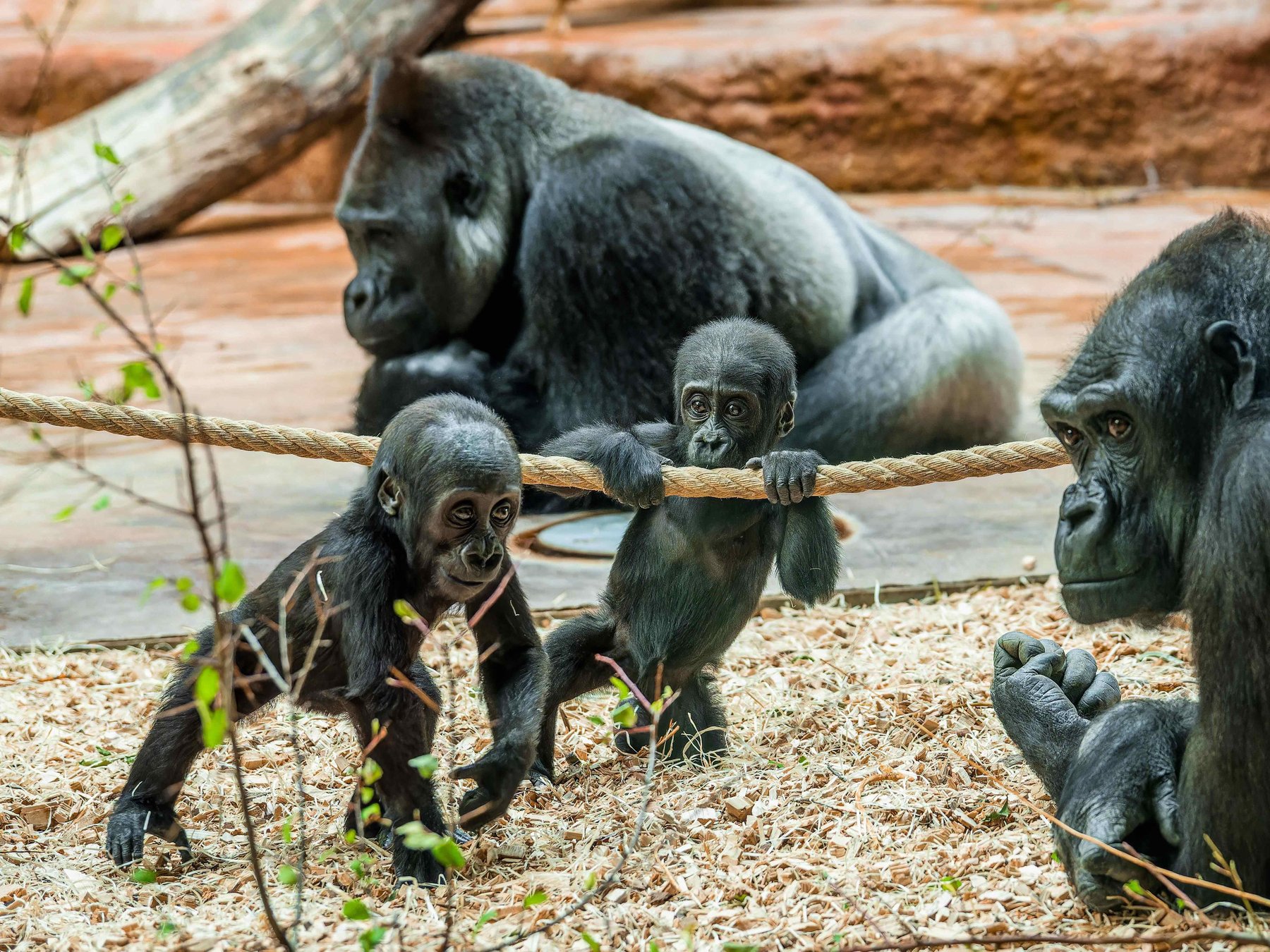 Prag Prager Zoo: Ticket ohne Anstehen