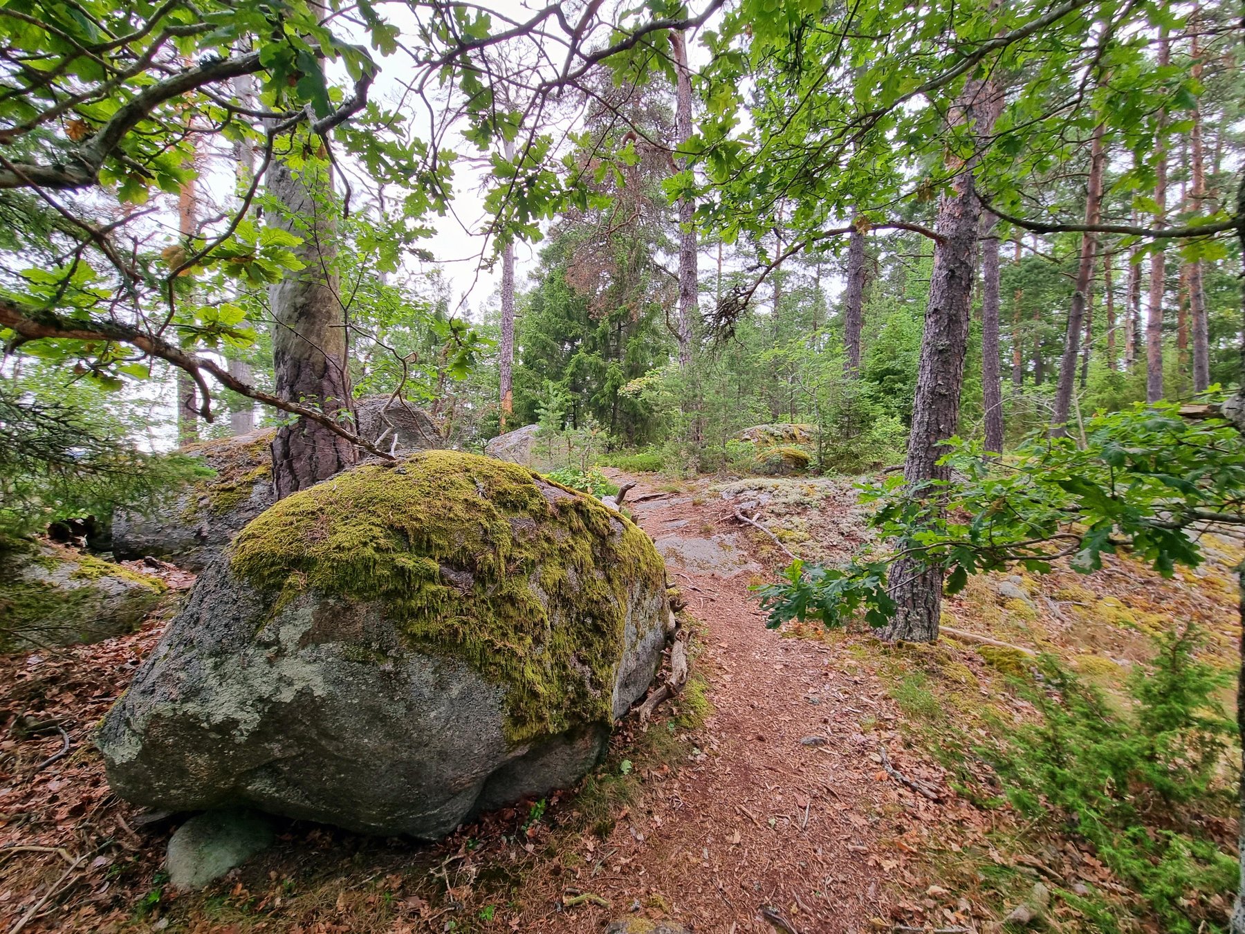 JakobsbergStockholm: Ancient Sweden, Forest walk & Fika in Görväln3h 30m