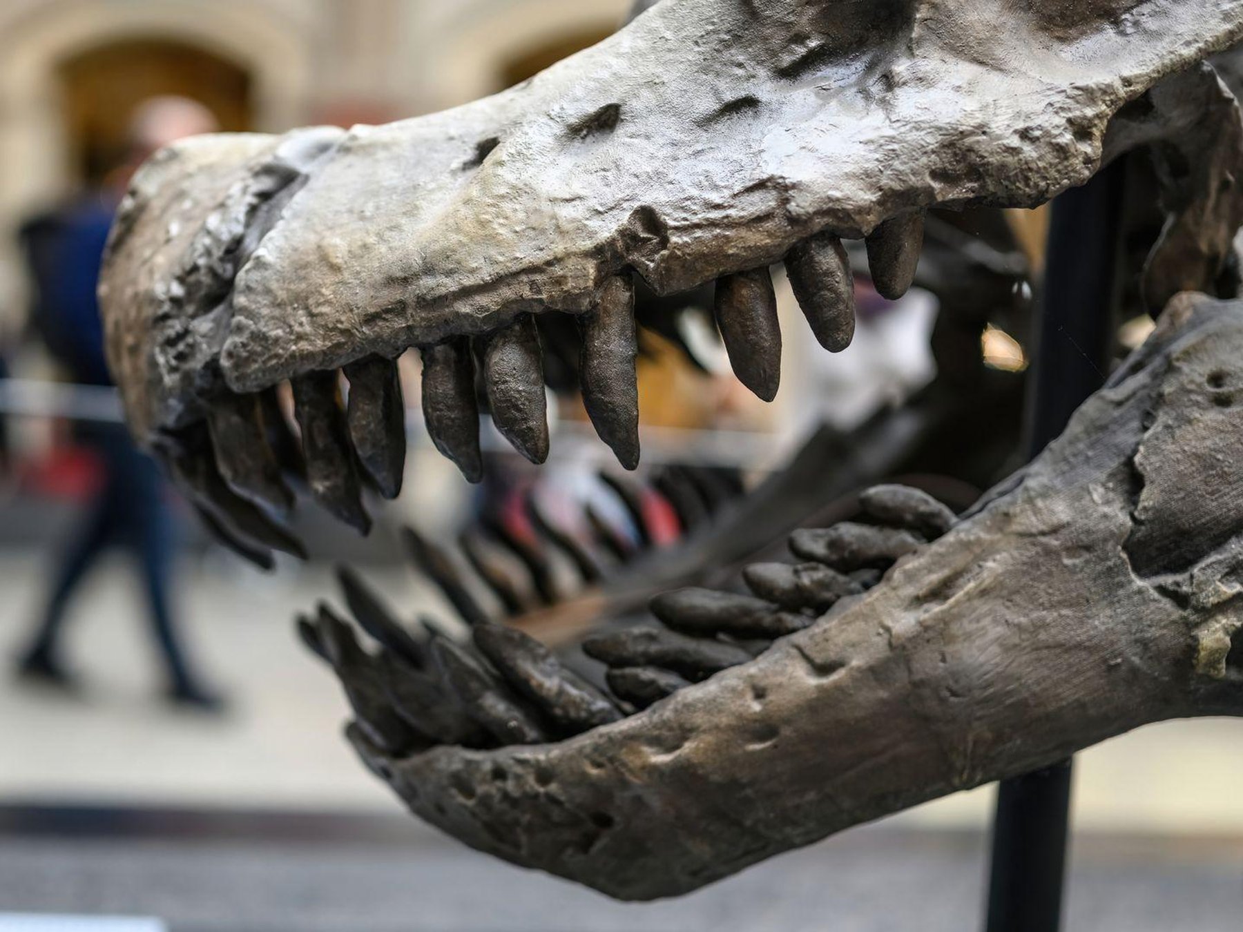 Berlin: 24-Hr Hop-on Hop-off Bus Tour + BODY WORLDS Entry + Audio Guide