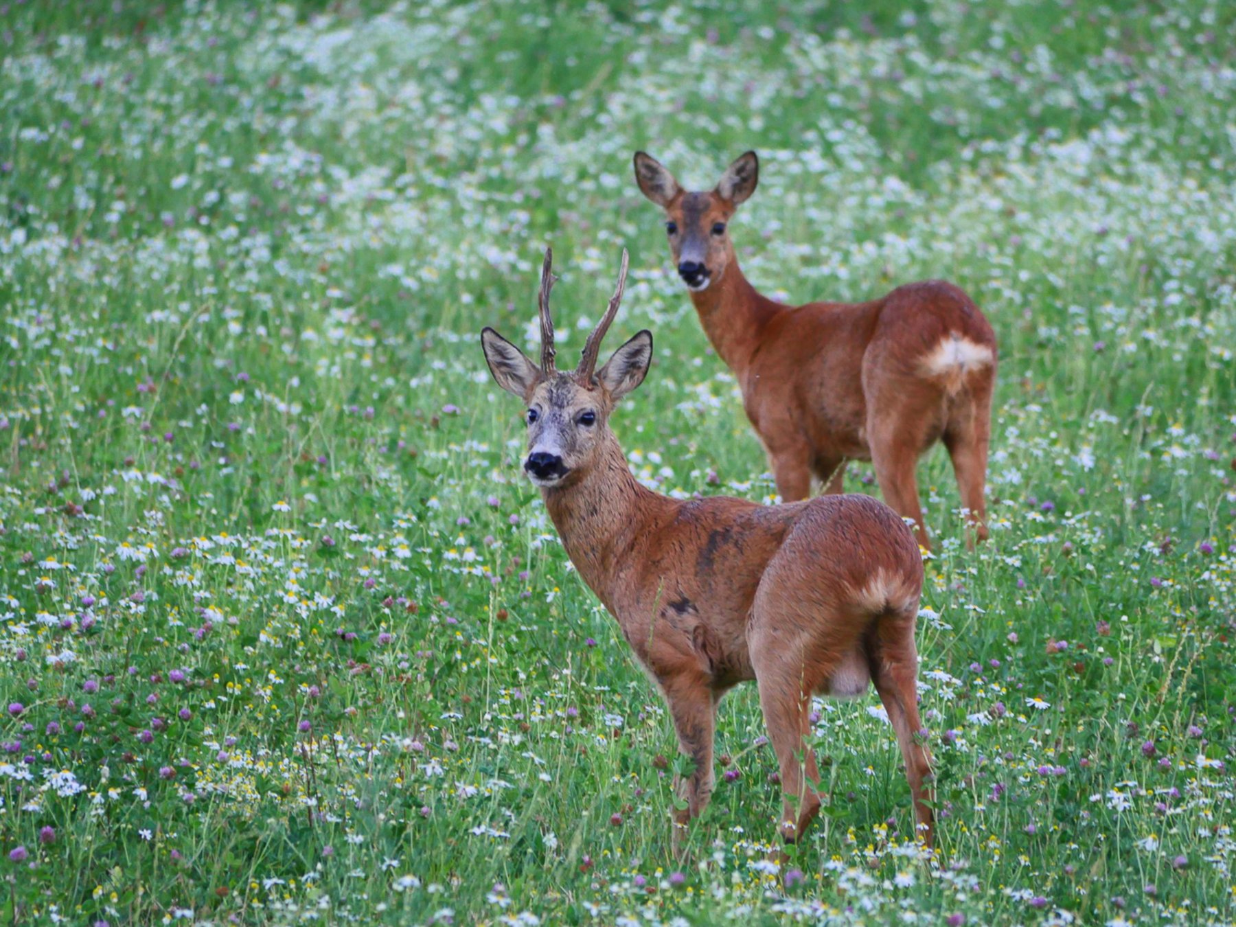 Abendliche Wildtier-Safari mit Mittsommermahlzeit