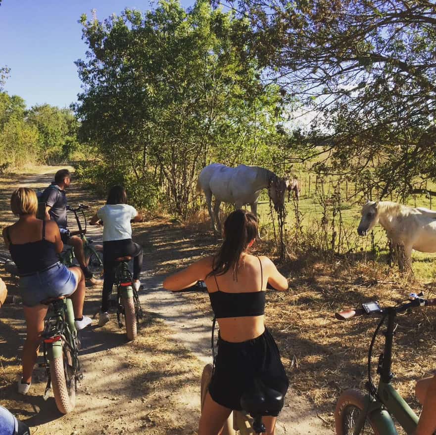 Aigues Mortes : safari en vélo - Circuit Ebike en Camargue