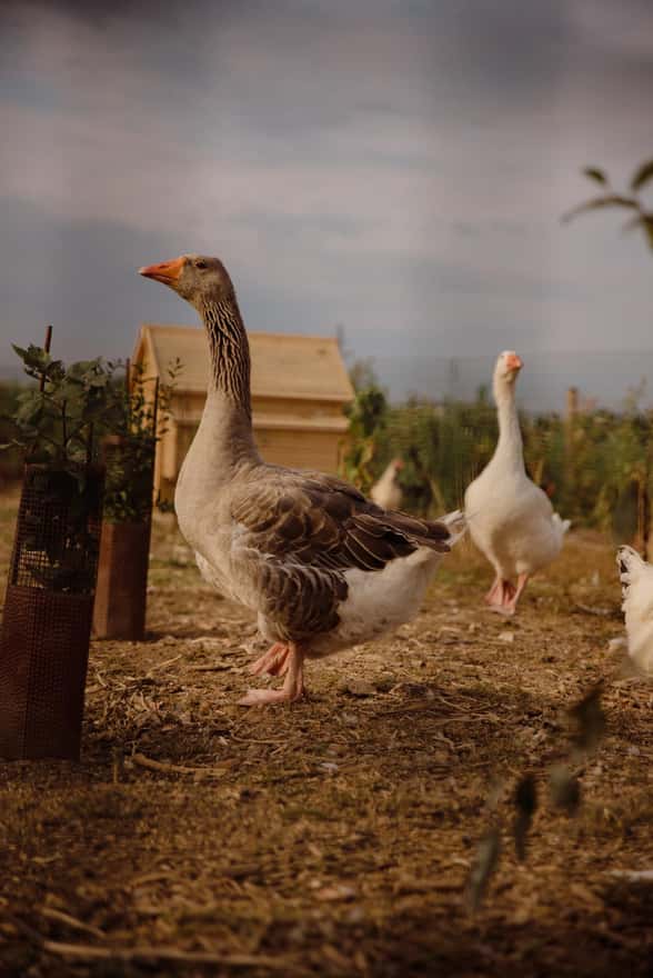 Visite du domaine et dégustation
