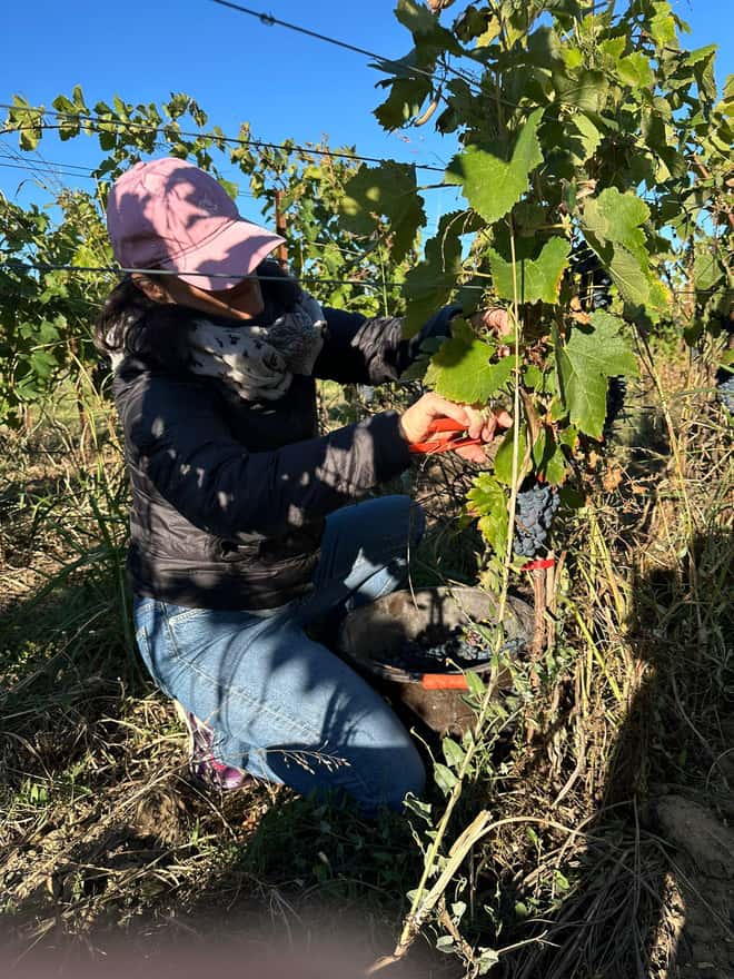 Domaine Guinand : vendangeur d'un jour