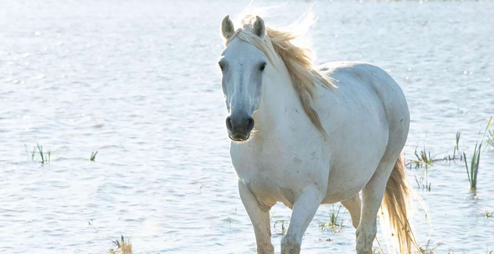 Aigues Mortes : safari en vélo - Circuit Ebike en Camargue