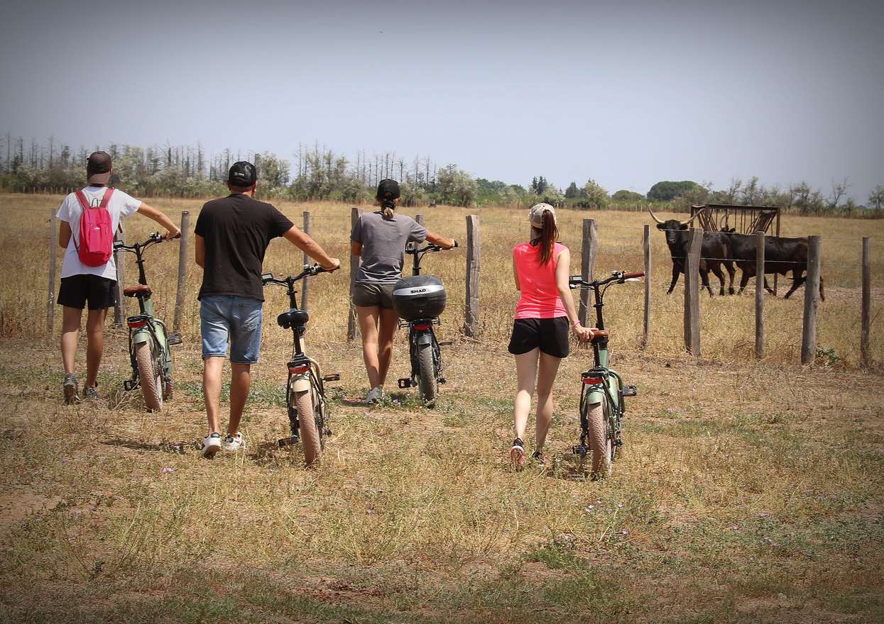 Aigues Mortes : safari en vélo - Circuit Ebike en Camargue