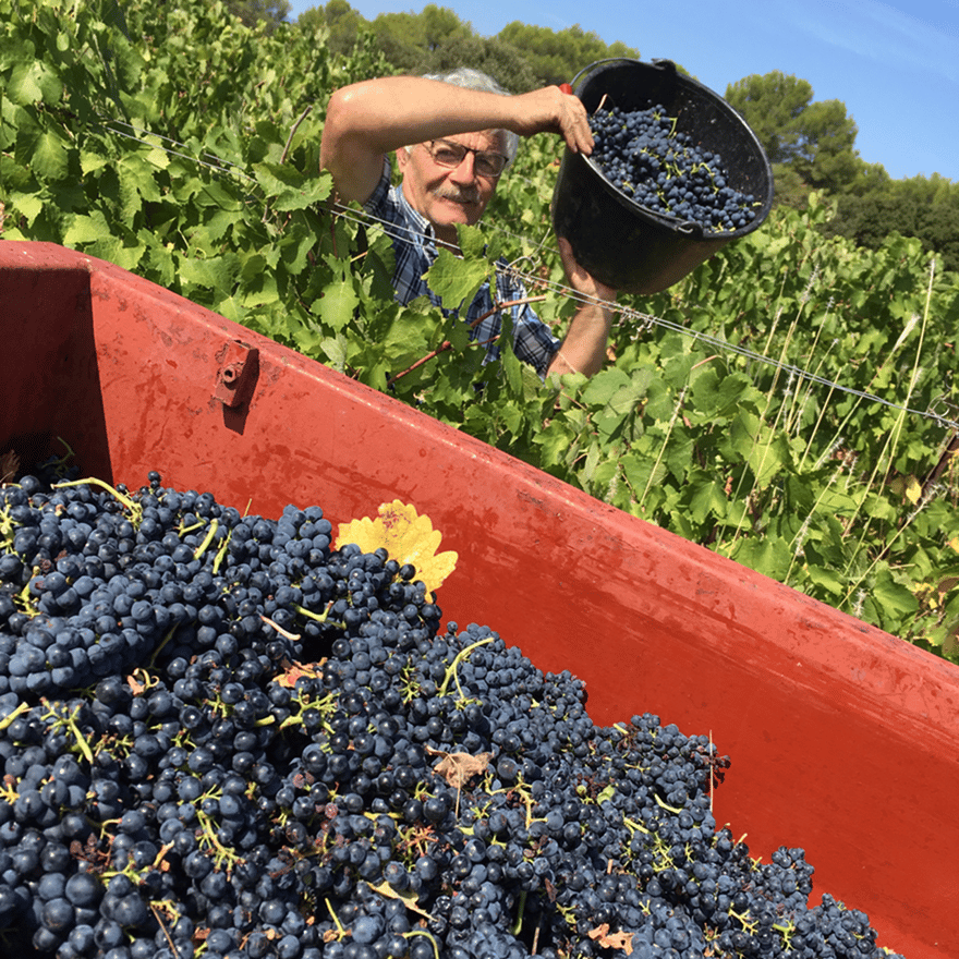 Domaine Guinand : vendangeur d'un jour