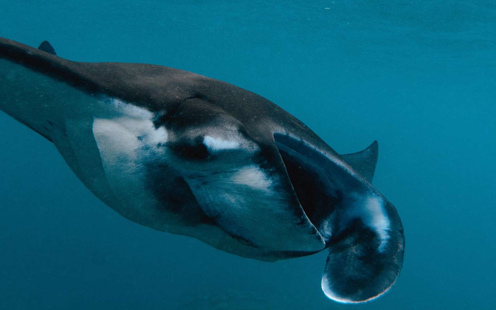 Nusa Penida Private Snorkelling Tour with Manta Rays & Lunch, Bali