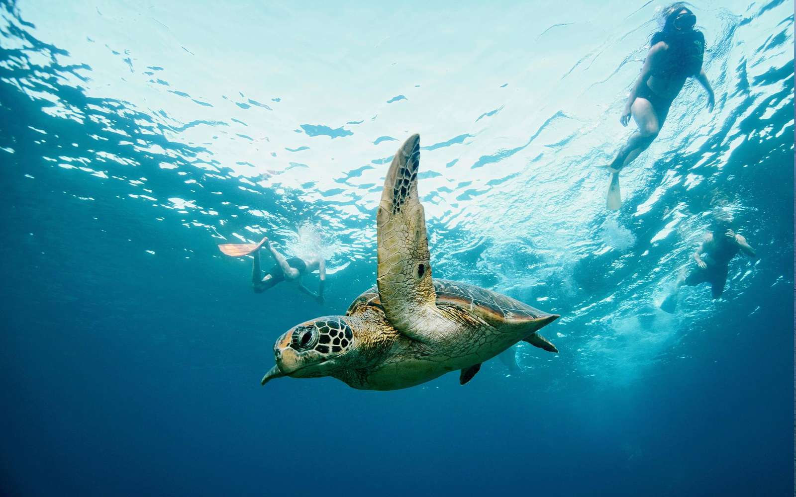Nusa Penida Private Snorkelling Tour with Manta Rays & Lunch, Bali