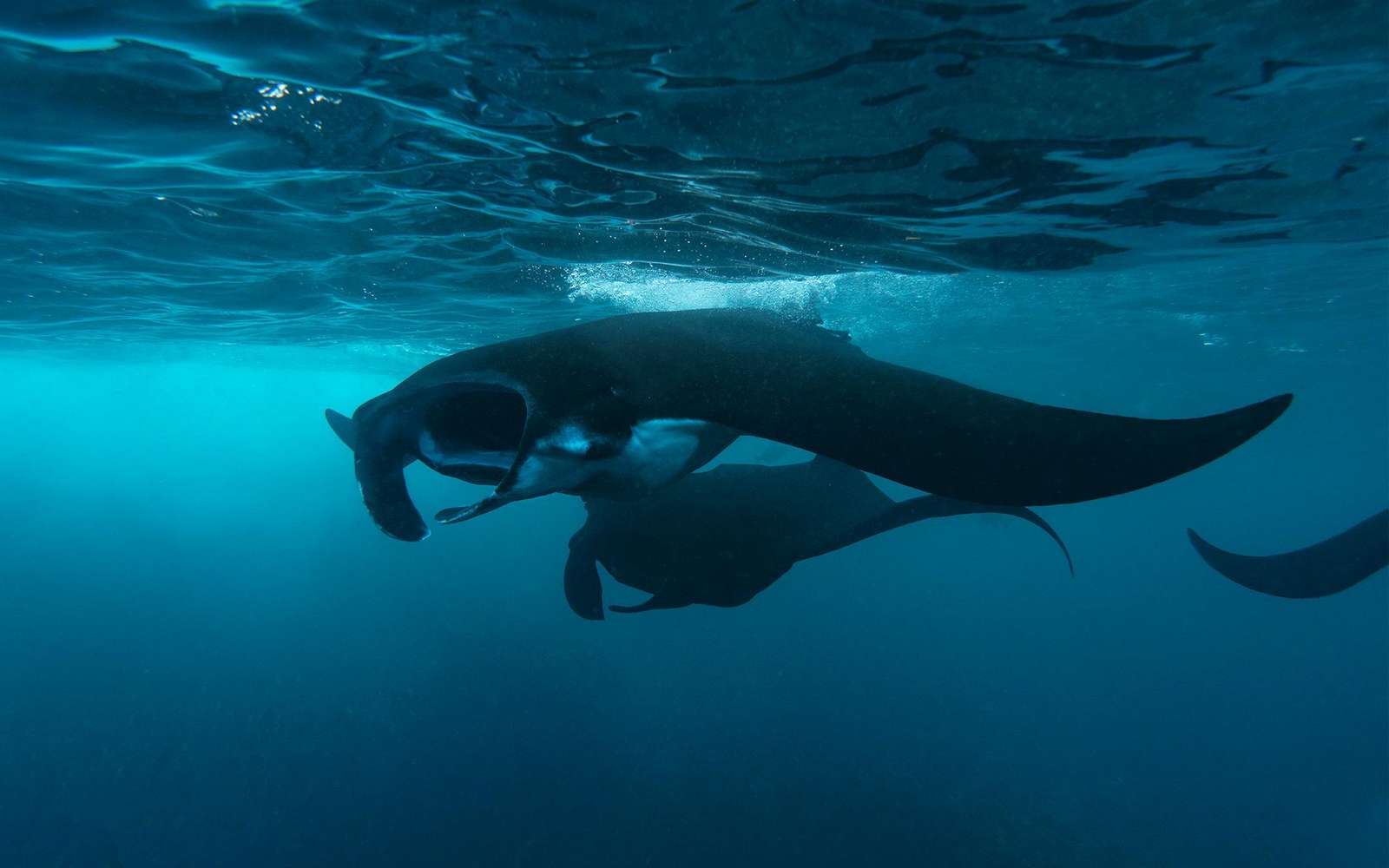 Nusa Penida Private Snorkelling Tour with Manta Rays & Lunch, Bali